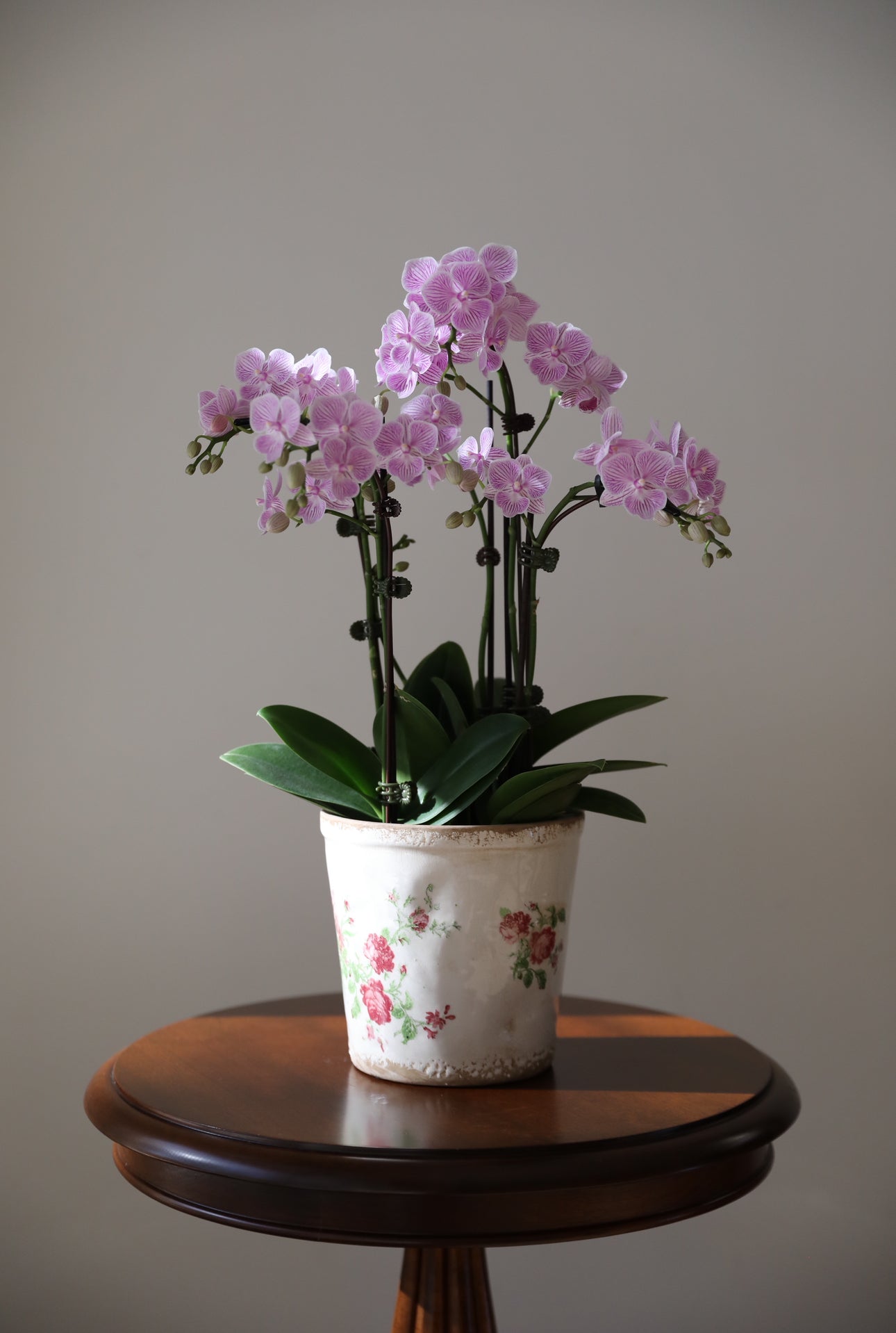 Phalaenopsis Orchid Arrangement - 4T