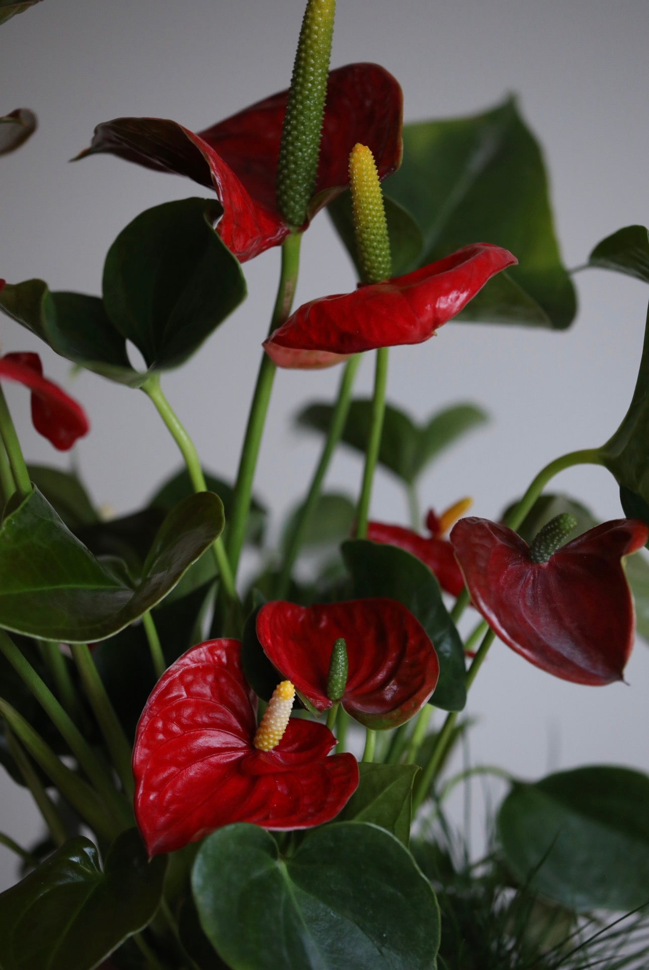 Crimson Charm – Anthurium Plant Arrangement | 58cm x 38cm