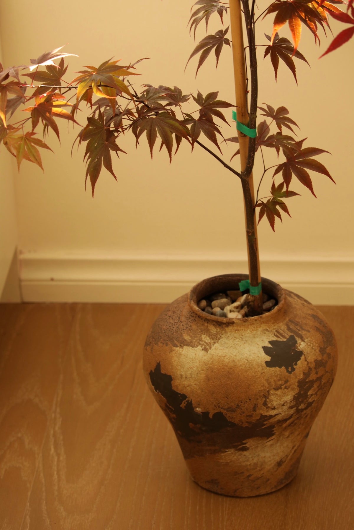 Crimson Whisper — Bloodgood Japanese Maple Planter | 138cm × 66cm
