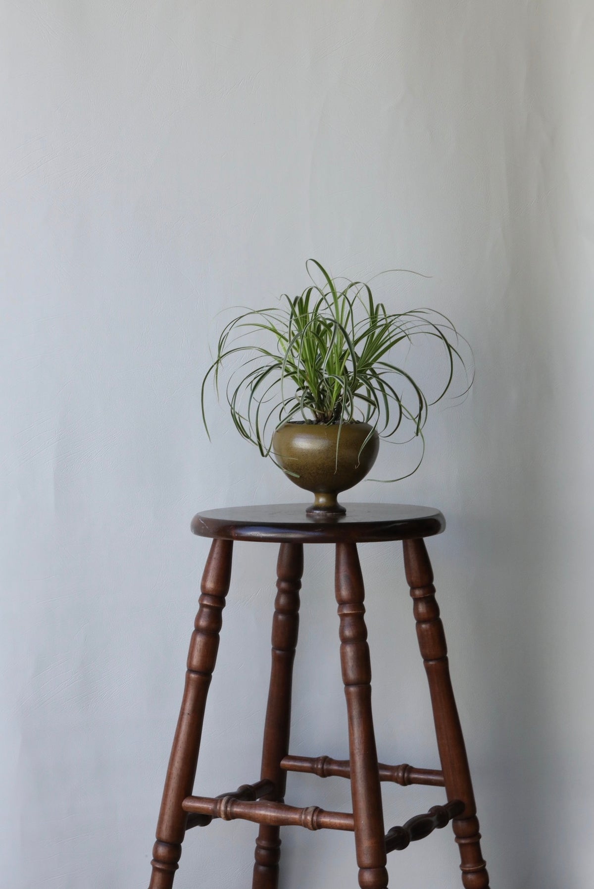 Feather Falls - Variegated Carex | 32cm × 38cm