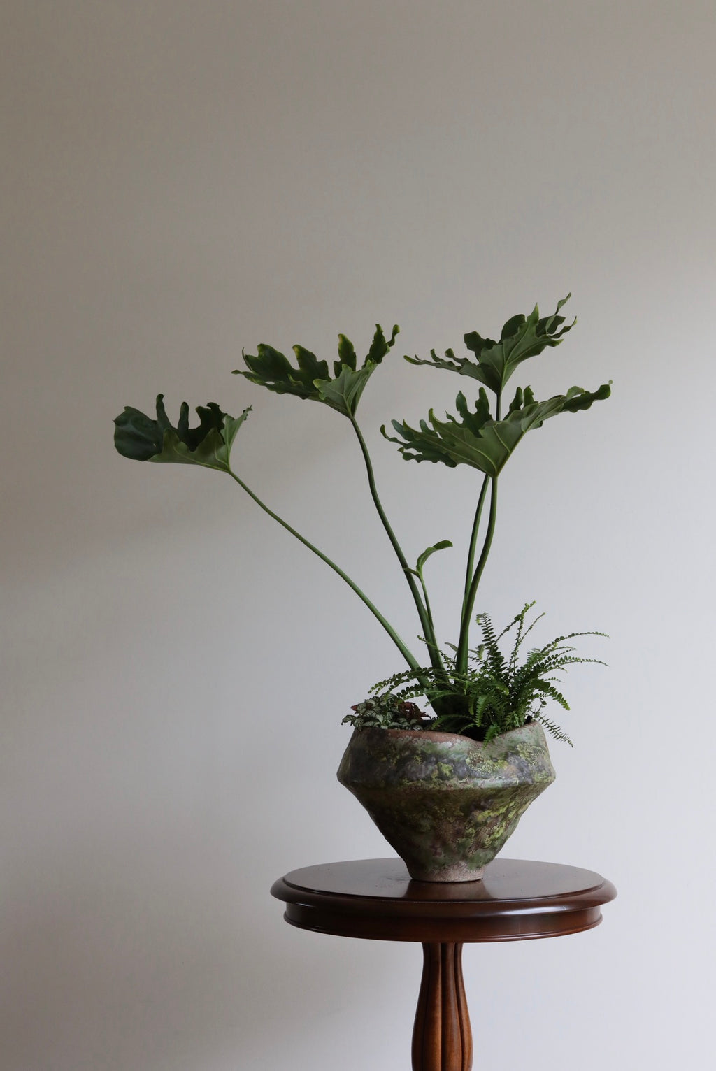 Wild Grove – Philodendron Plant Arrangement | 75cm × 60cm