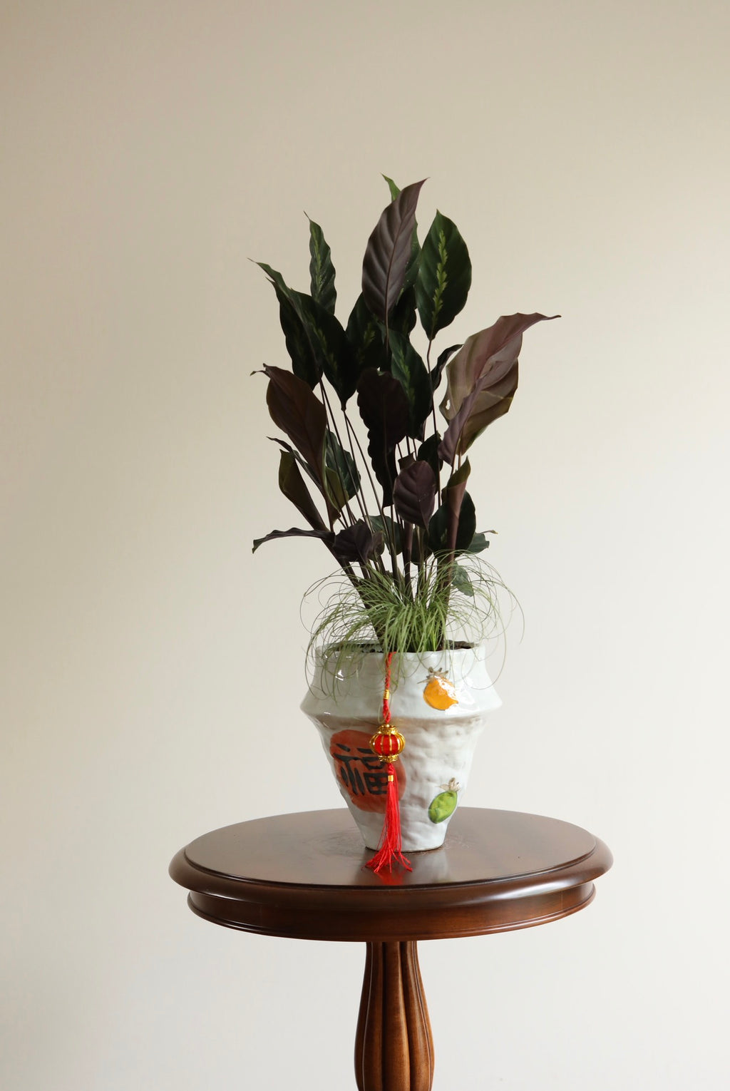 Burgundy Blessing — Calathea Maui Queen Planter | 68cm x 30cm