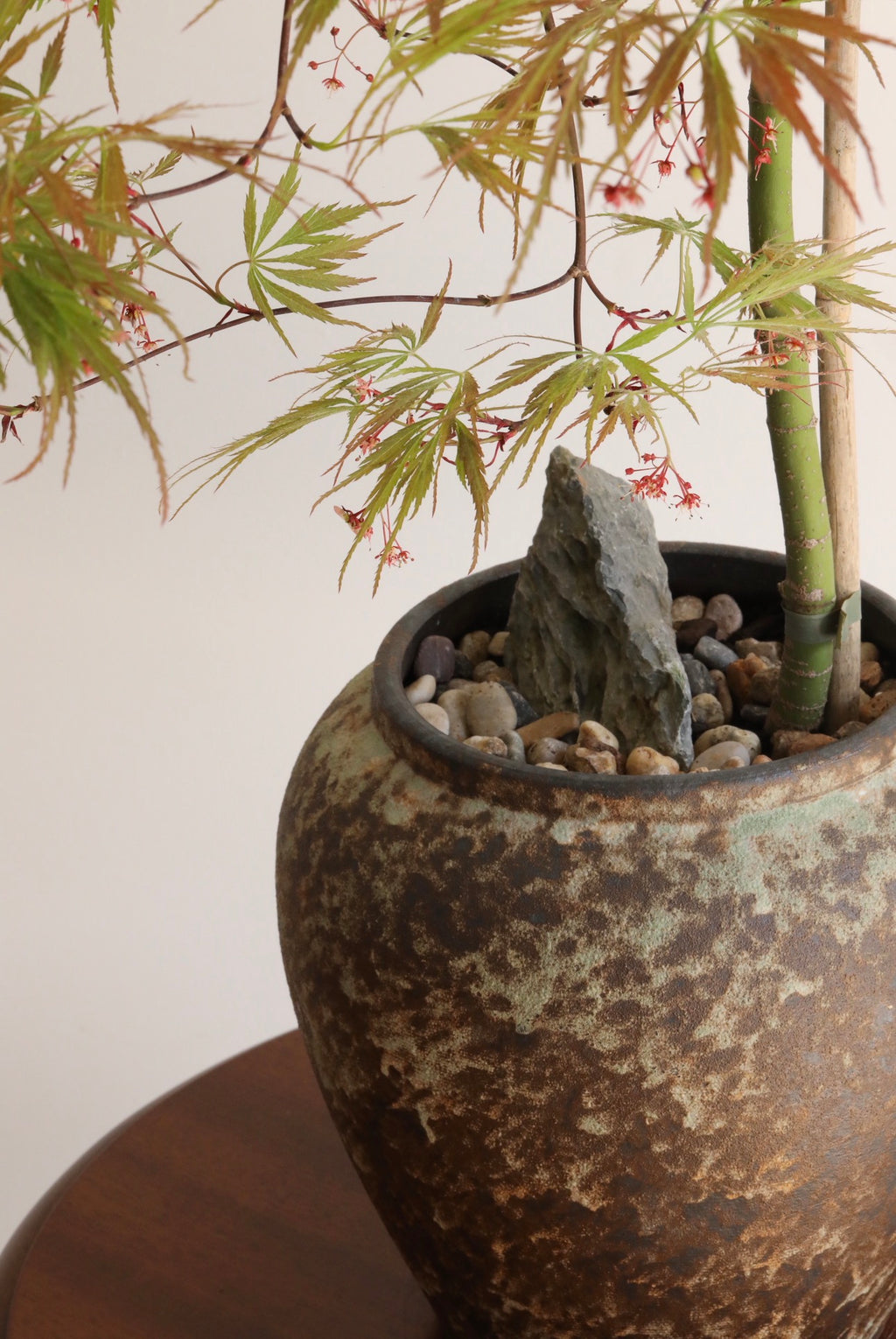 Crimson Cascade — Ever Red Weeping Japanese Maple Planter | 76cm x 80cm