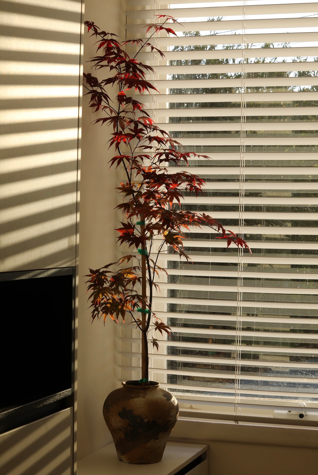 Crimson Whisper — Bloodgood Japanese Maple Planter | 138cm × 66cm