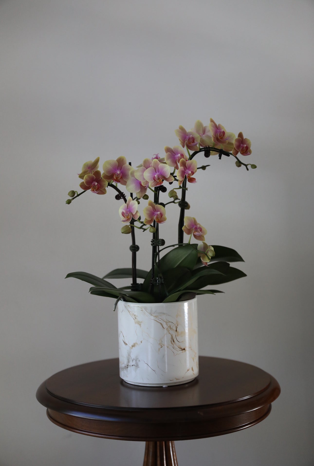 Phalaenopsis Orchid Arrangement - 3T