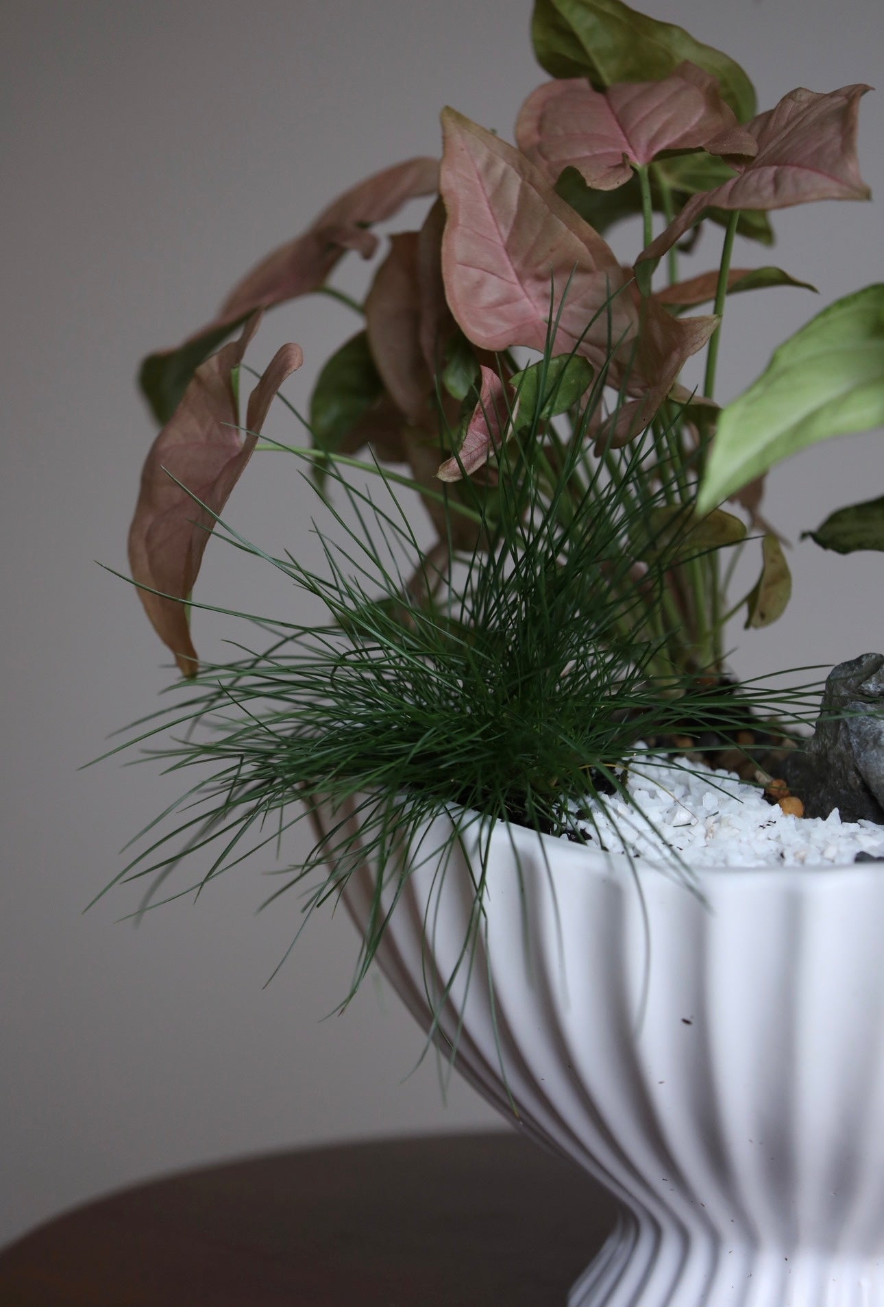 Quiet Garden – Syngonium Indoor Plant Arrangement | 46cm x 46cm