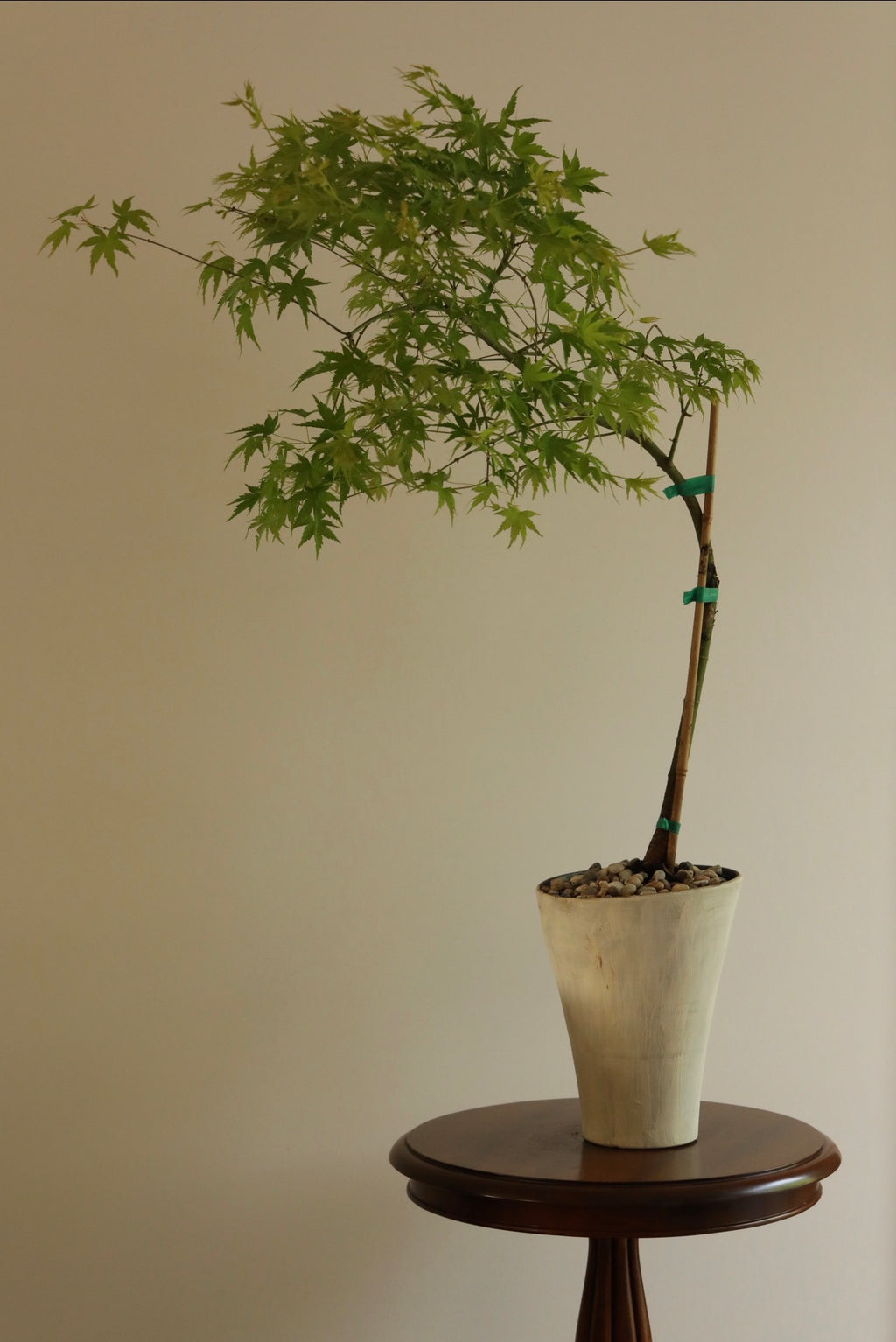 Emerald Canopy — Rare Prostrata Japanese Maple Planter | 100cm x 98cm