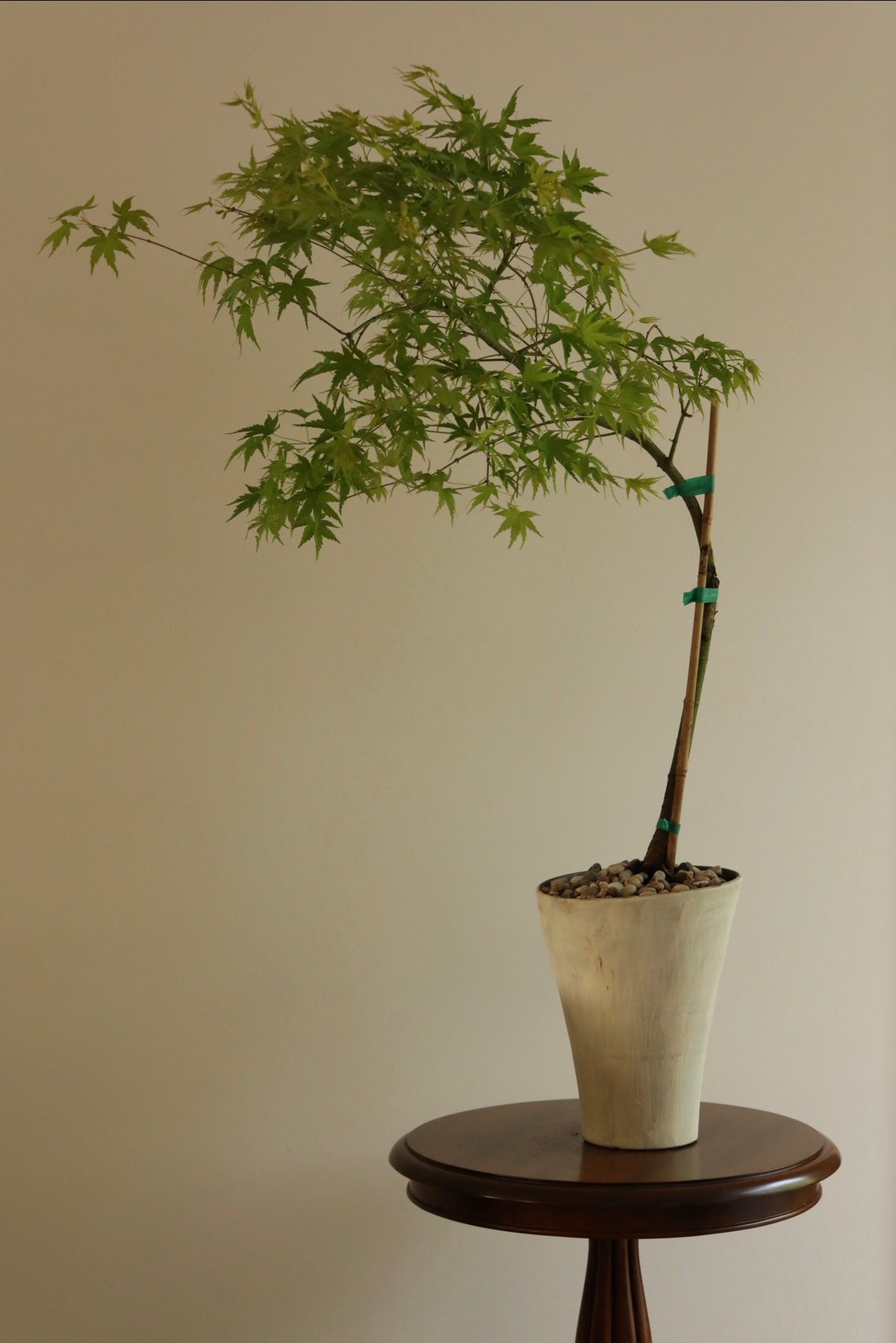 Emerald Canopy — Rare Prostrata Japanese Maple Planter | 100cm x 98cm