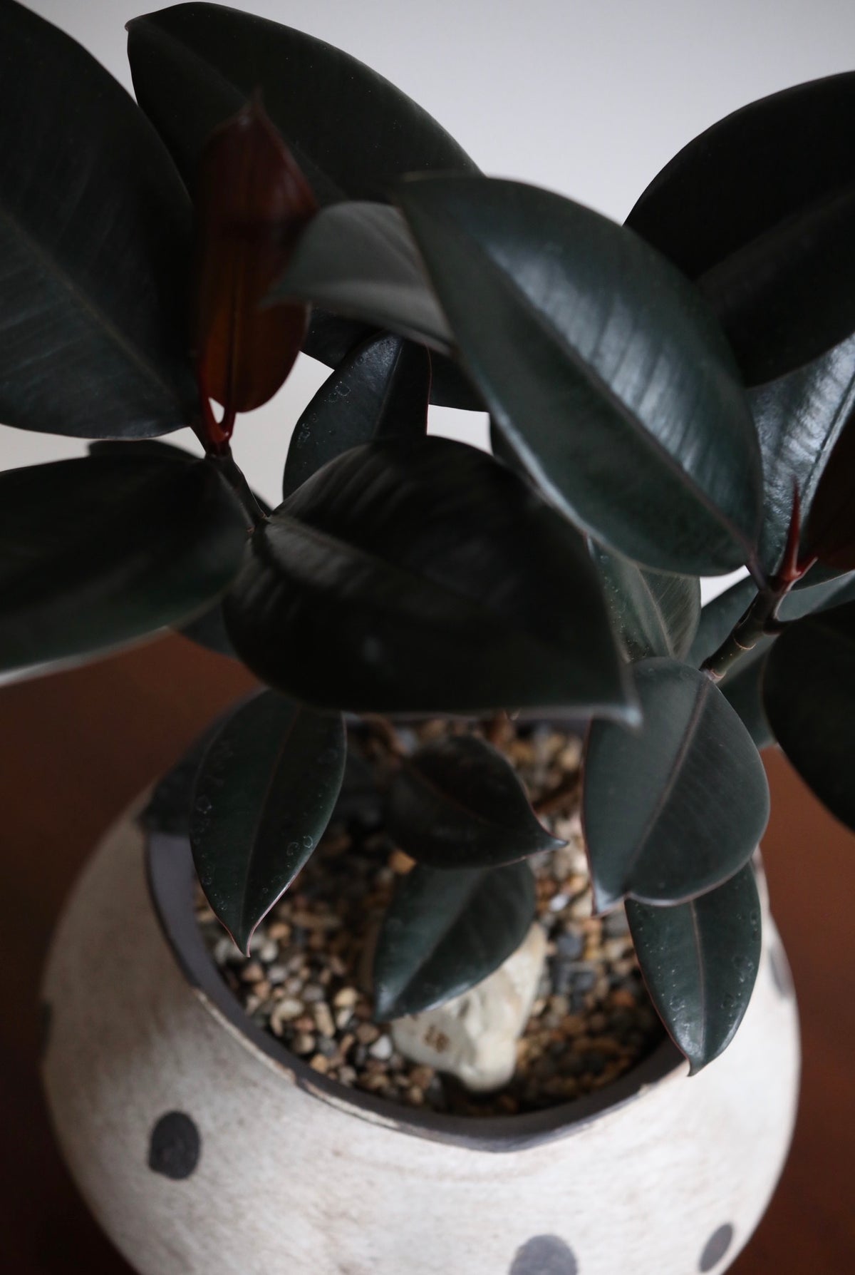 Ink & Earth – Ficus Elastica Burgundy Arrangement | 42cm x 42cm