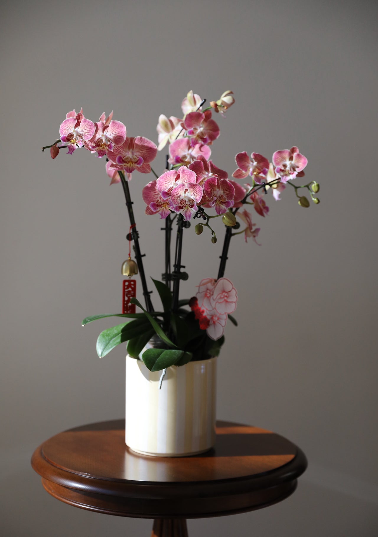 Phalaenopsis Orchid Arrangement - 4T