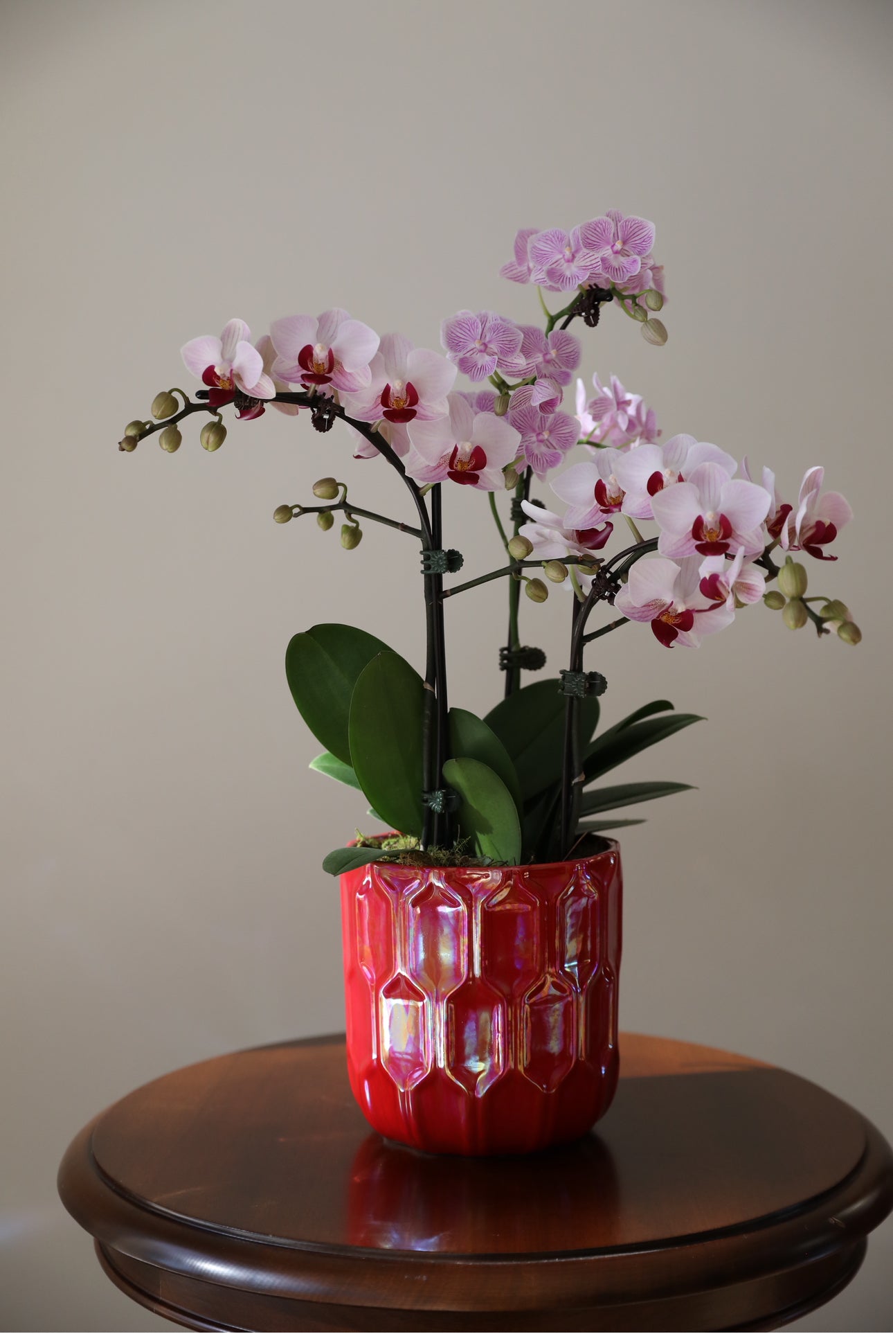 Phalaenopsis Orchid Arrangement - 3T