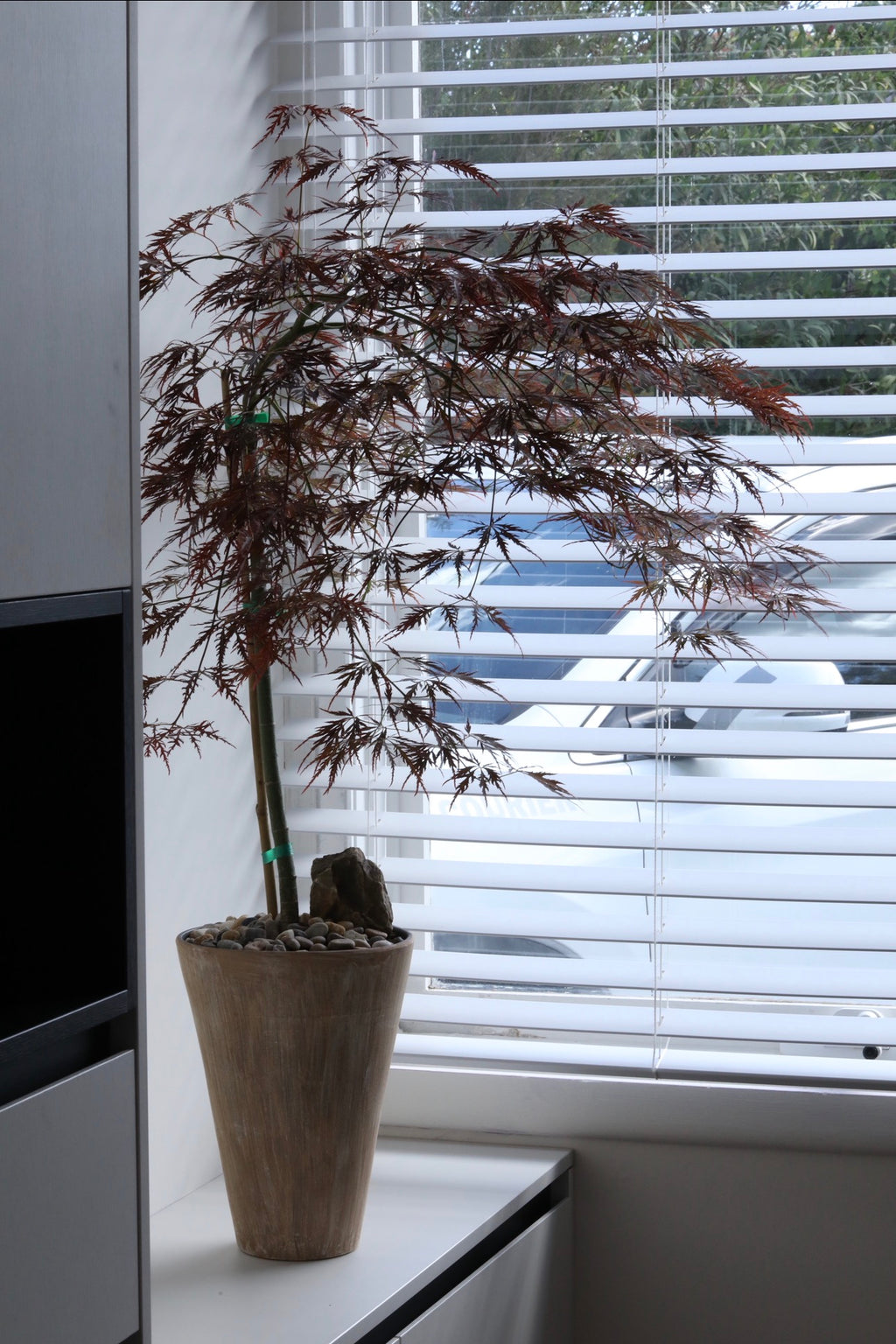Burgundy Veil – Purple Weeping Japanese Maple | 100cm × 86cm