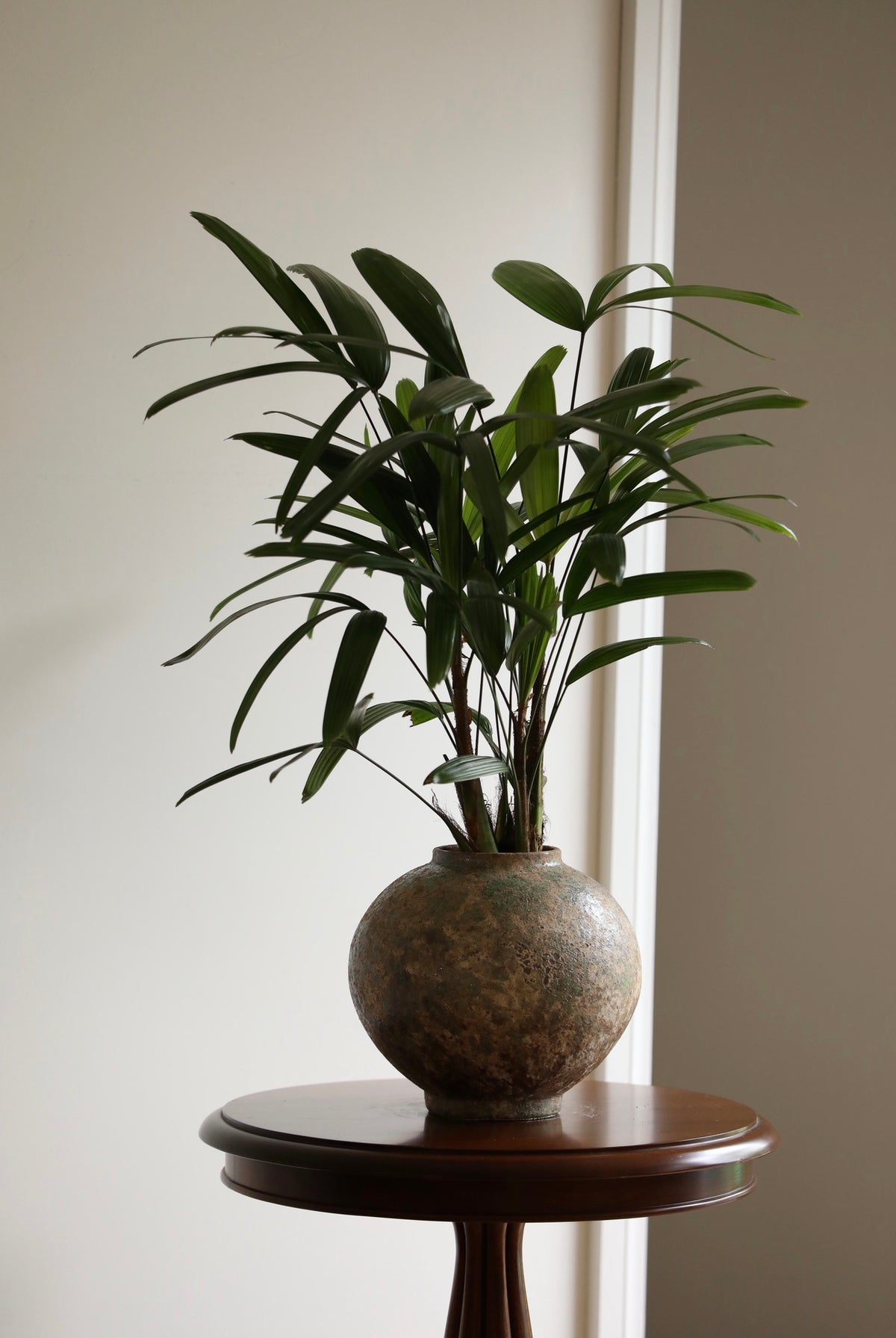 Jade Haven — Rhapis (Lady Palm) Planter | 68cm x 60cm