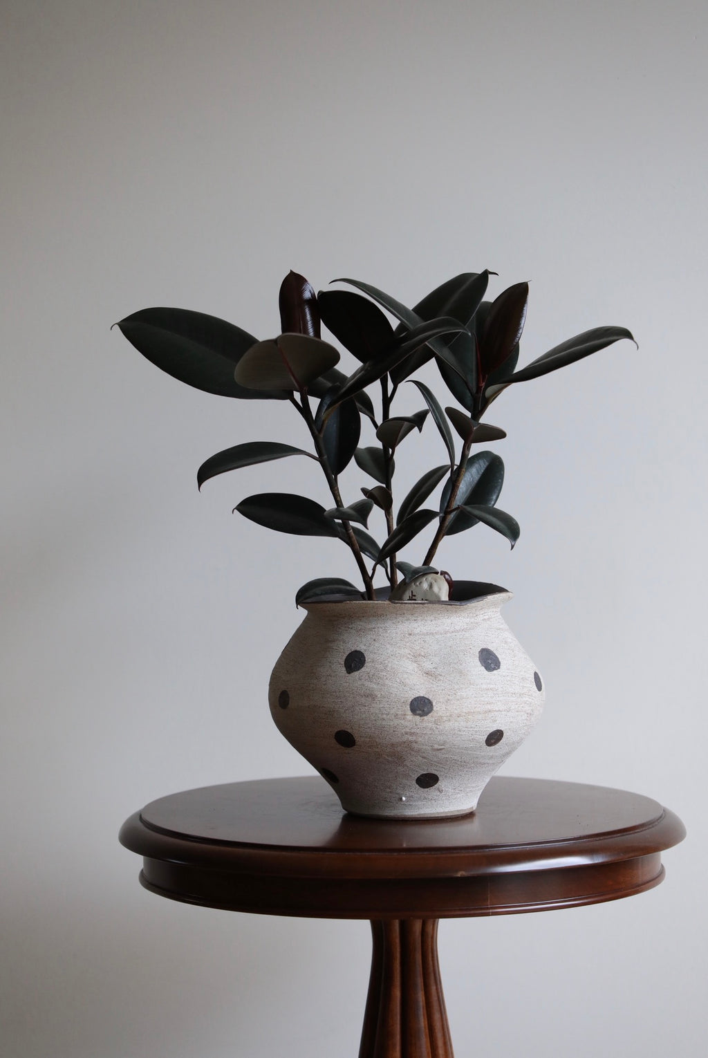 Ink & Earth – Ficus Elastica Burgundy Arrangement | 42cm x 42cm
