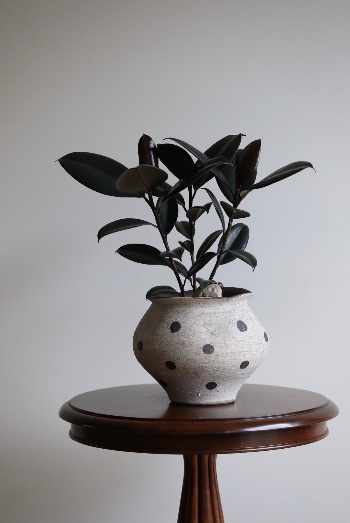Ink & Earth – Ficus Elastica Burgundy Arrangement | 42cm x 42cm