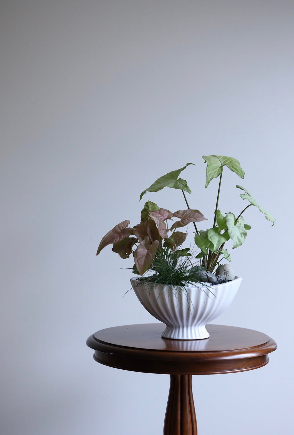 Quiet Garden – Syngonium Indoor Plant Arrangement | 46cm x 46cm