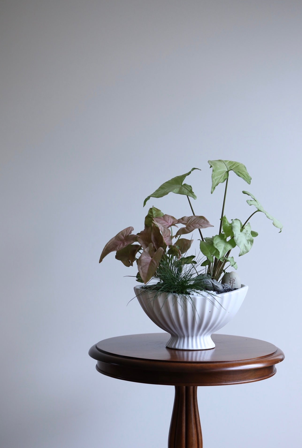 Quiet Garden – Syngonium Indoor Plant Arrangement | 46cm x 46cm
