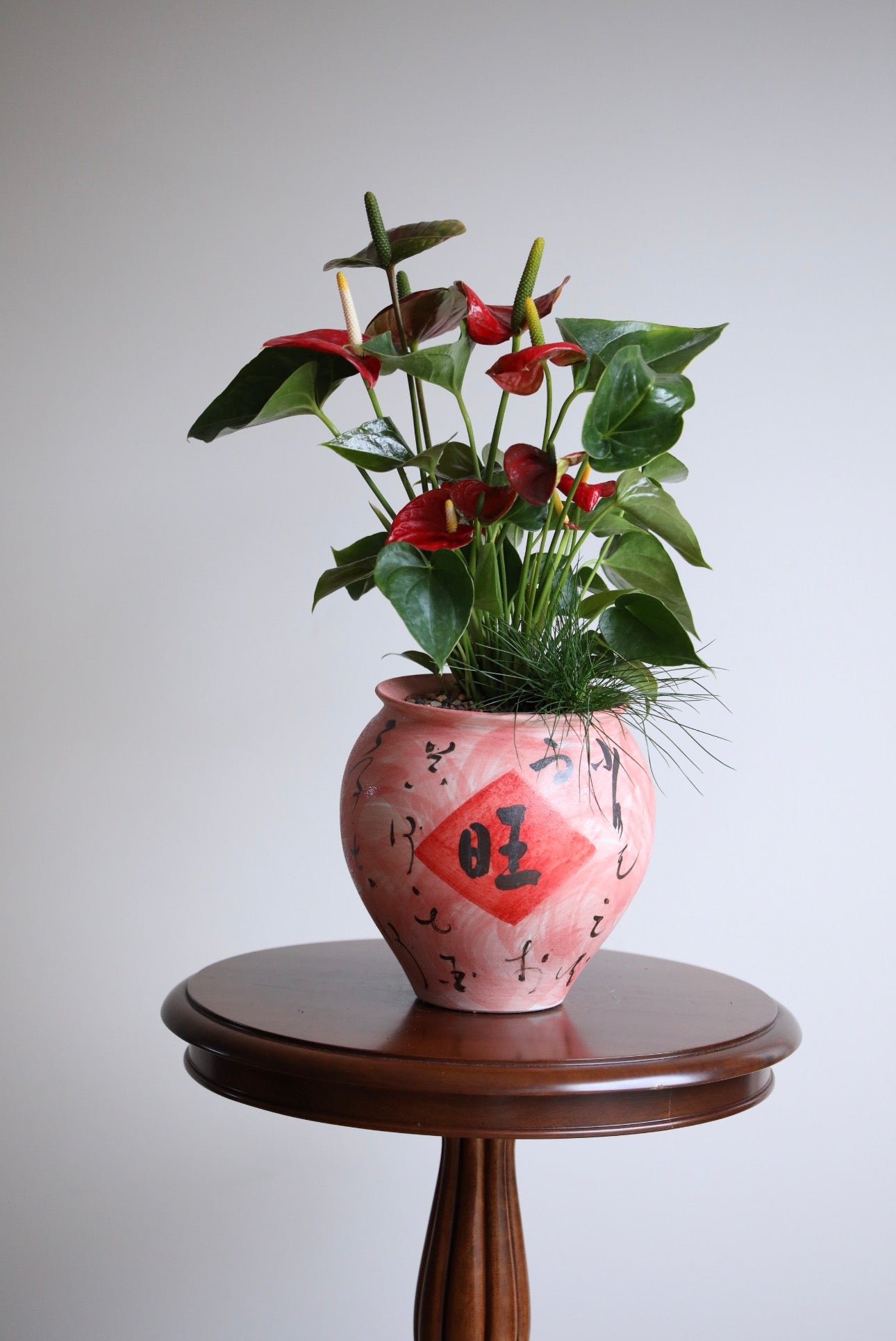 Crimson Charm – Anthurium Plant Arrangement | 58cm x 38cm