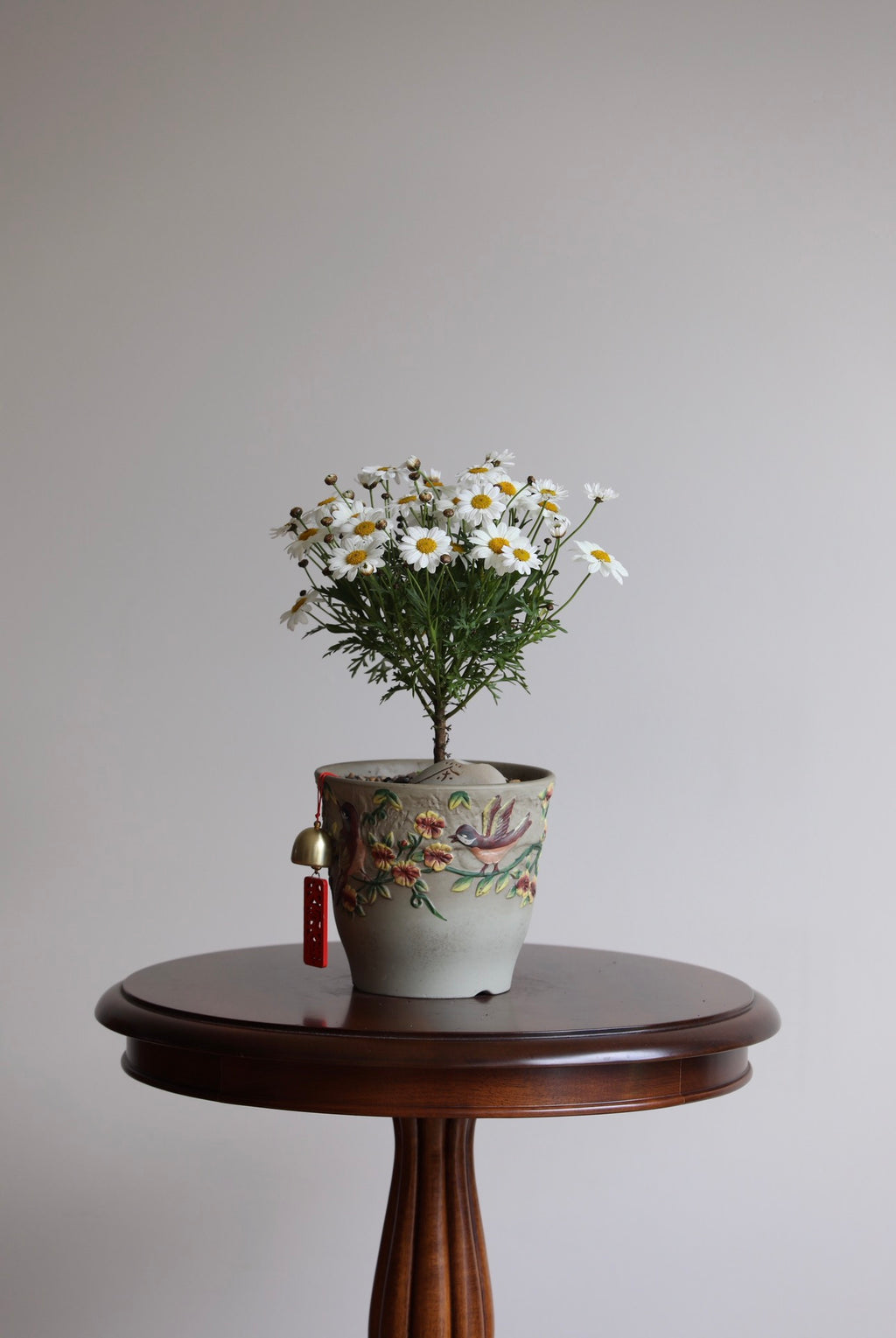 Sunny Meadow — White Marguerite Daisy Planter | 36cm × 26cm