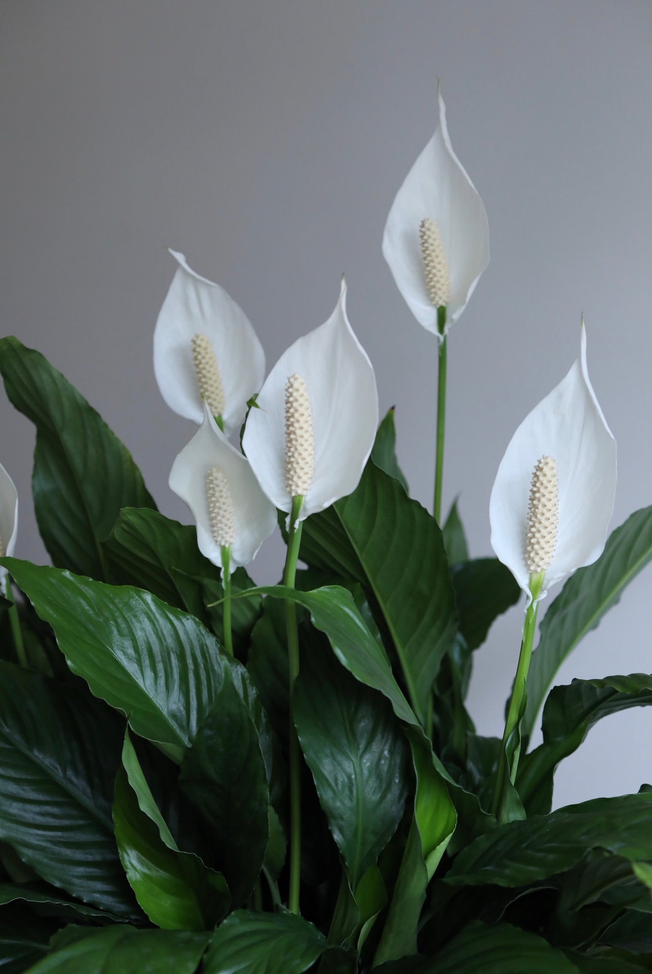 Serene Bloom – Peace Lily Indoor Plant Arrangement | 82cm x 85cm