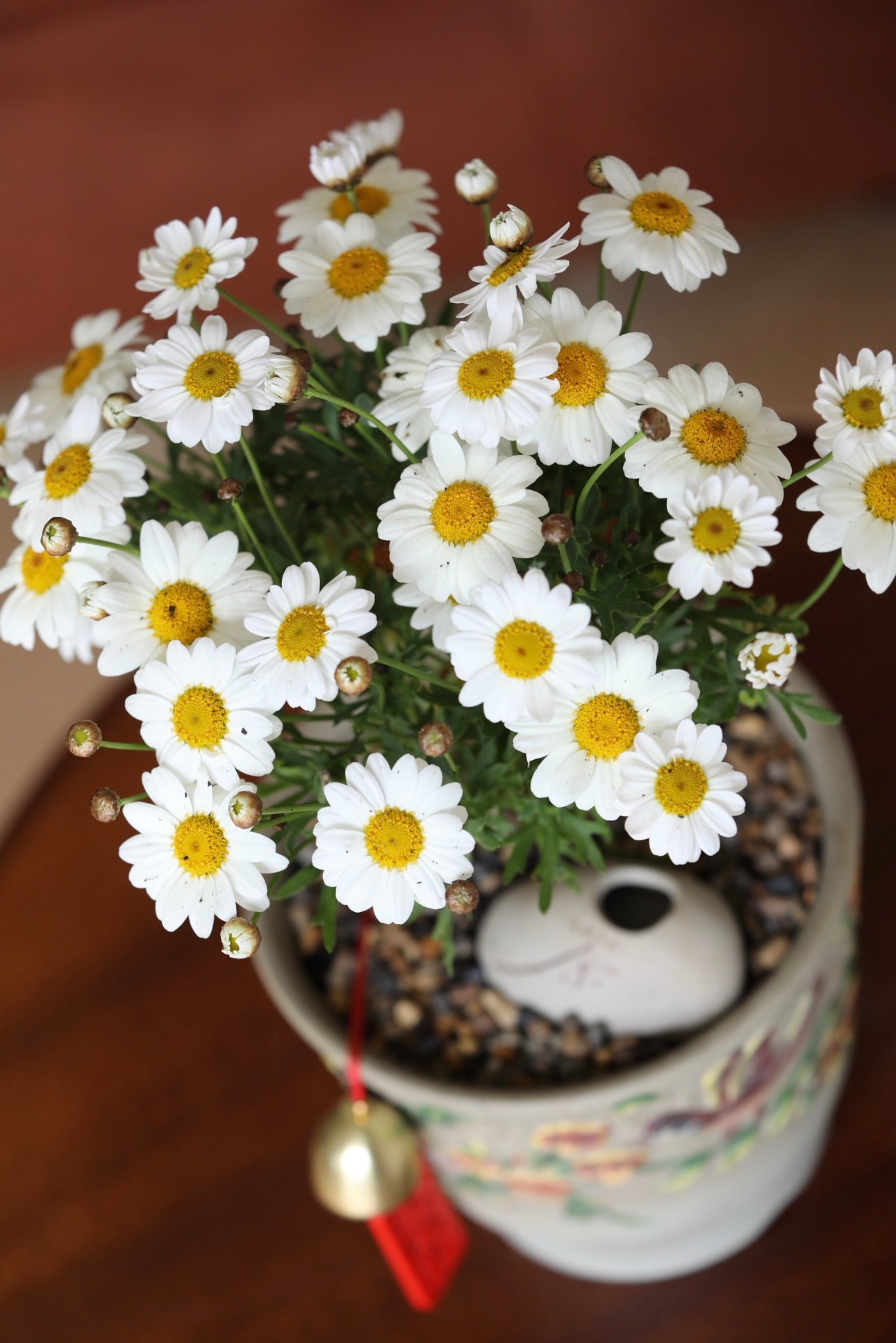Sunny Meadow — White Marguerite Daisy Planter | 36cm × 26cm
