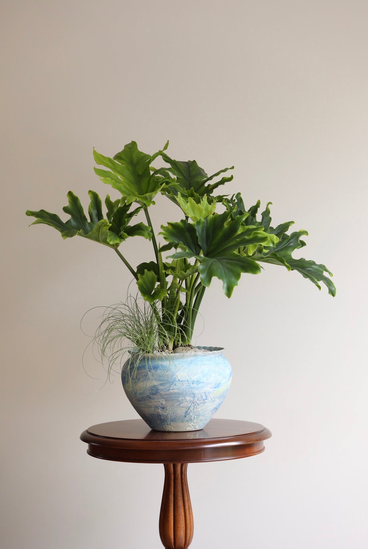 Emerald Waves — Philodendron Hope Planter | 68cm x 72cm