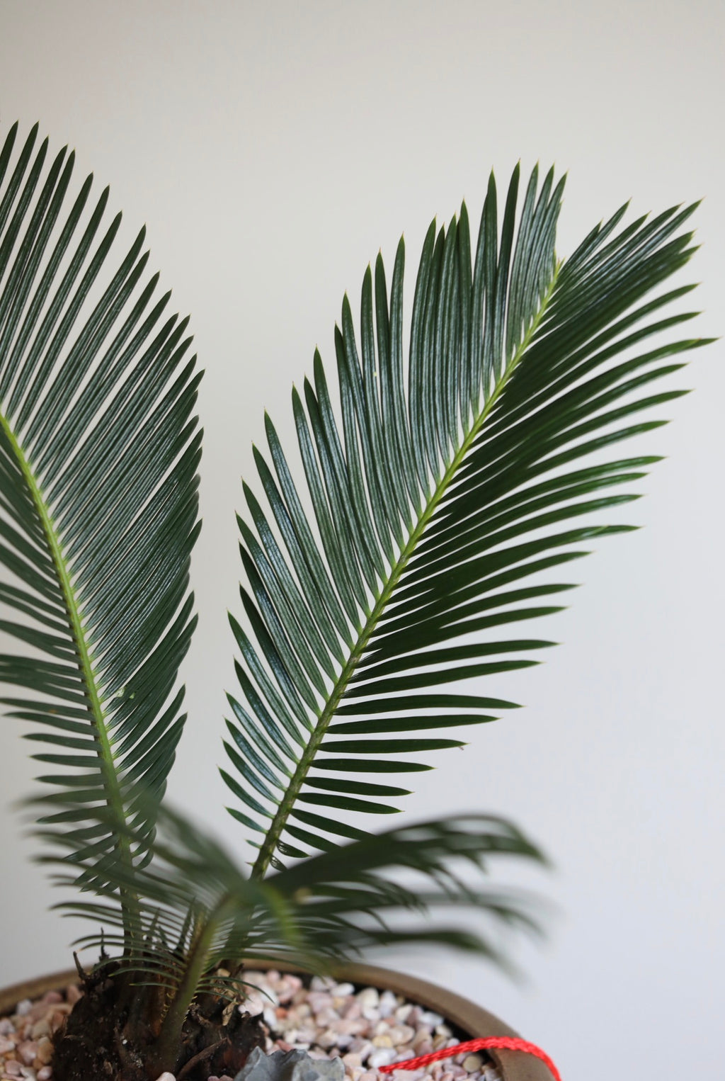 Golden Fortune — Sago Palm Planter | 46cm x 38cm
