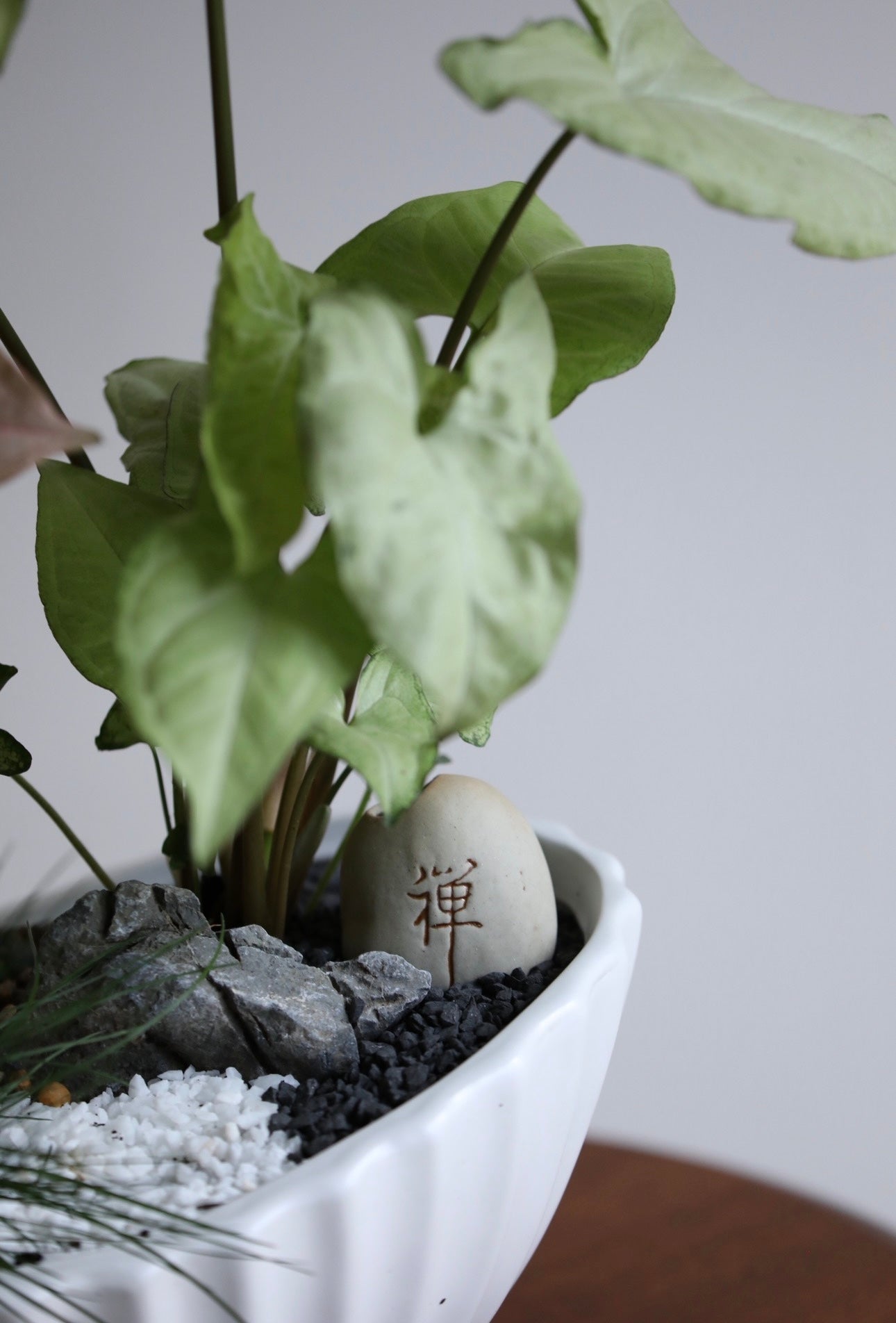 Quiet Garden – Syngonium Indoor Plant Arrangement | 46cm x 46cm