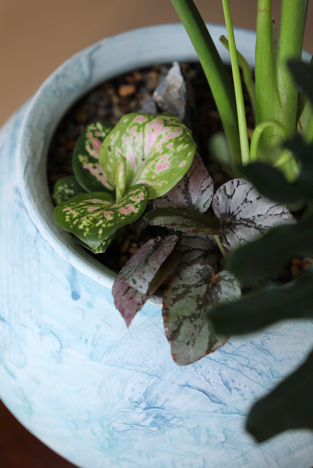 Blue Gum — Philodendron Selloum Planter  |  78cm x 78cm