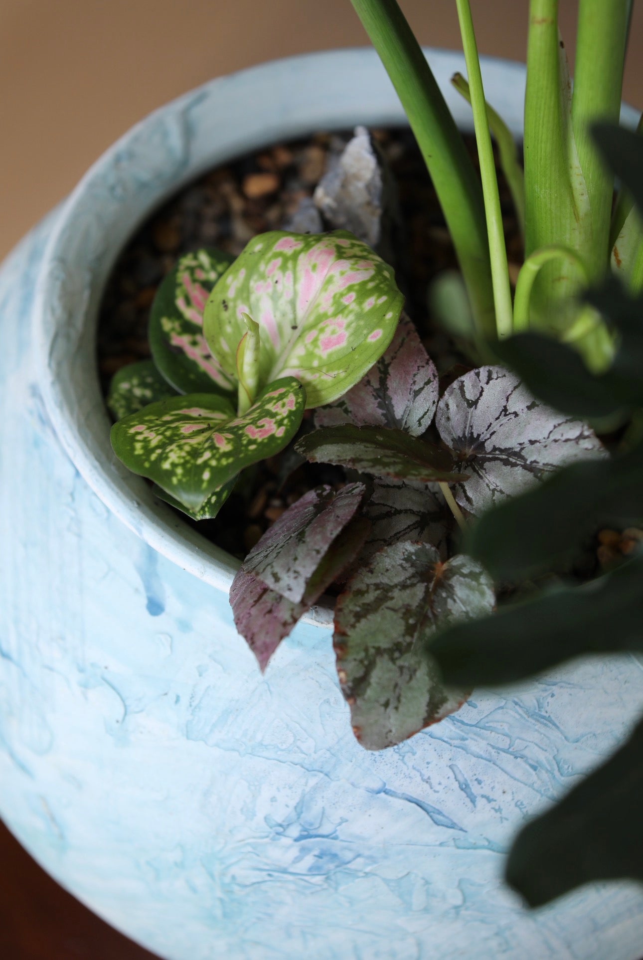 Blue Gum — Philodendron Selloum Planter  |  78cm x 78cm