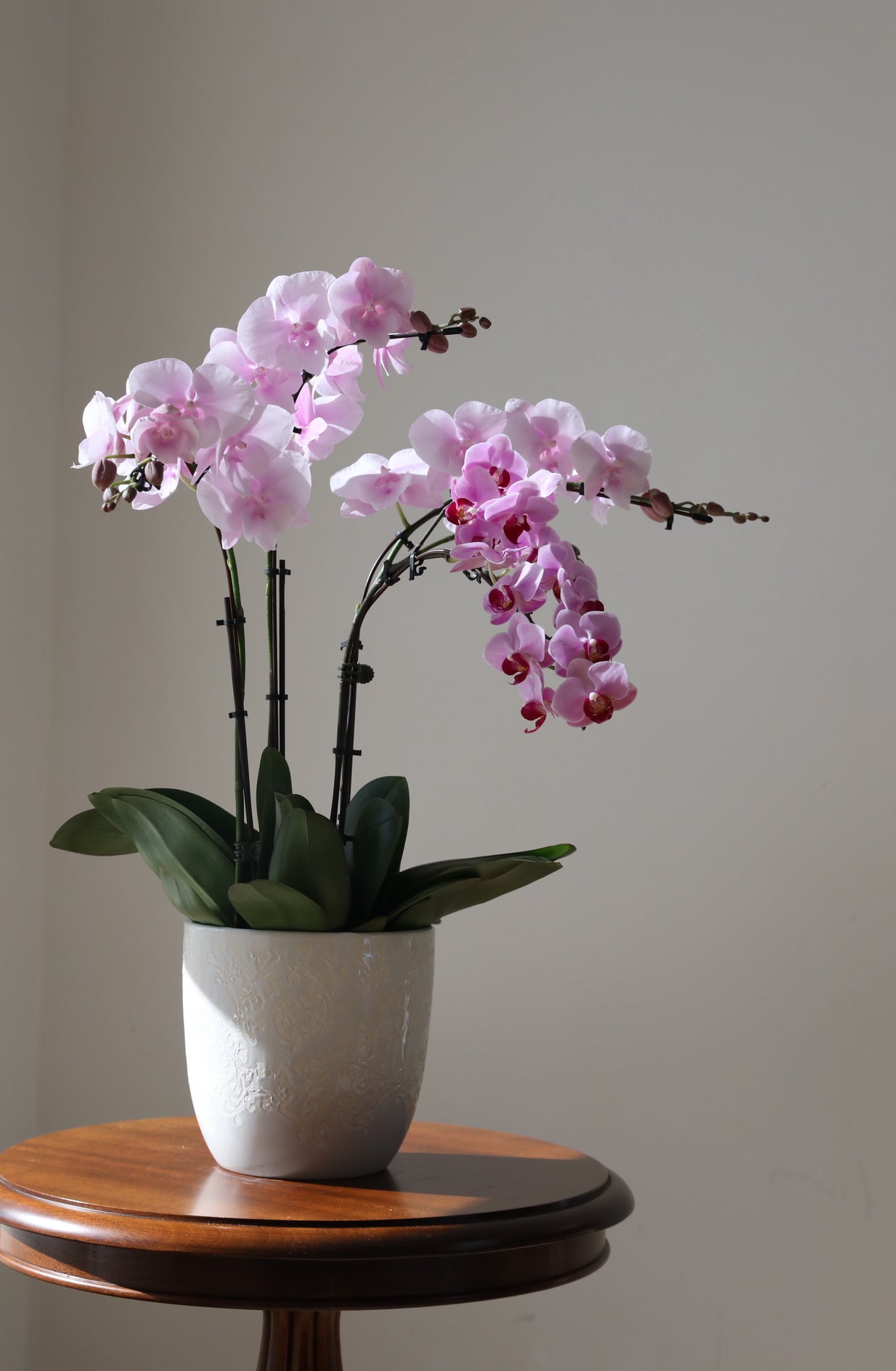 Phalaenopsis Orchid Arrangement - 4T