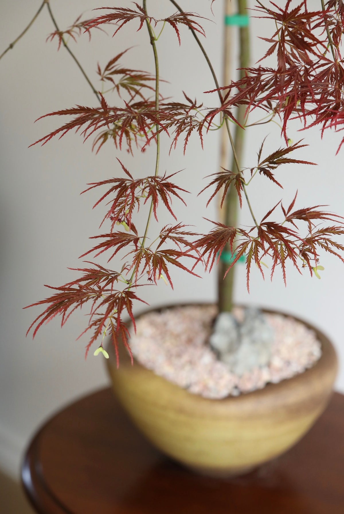 Crimson Breeze – Purple Weeping Japanese Maple | 96cm x 92cm