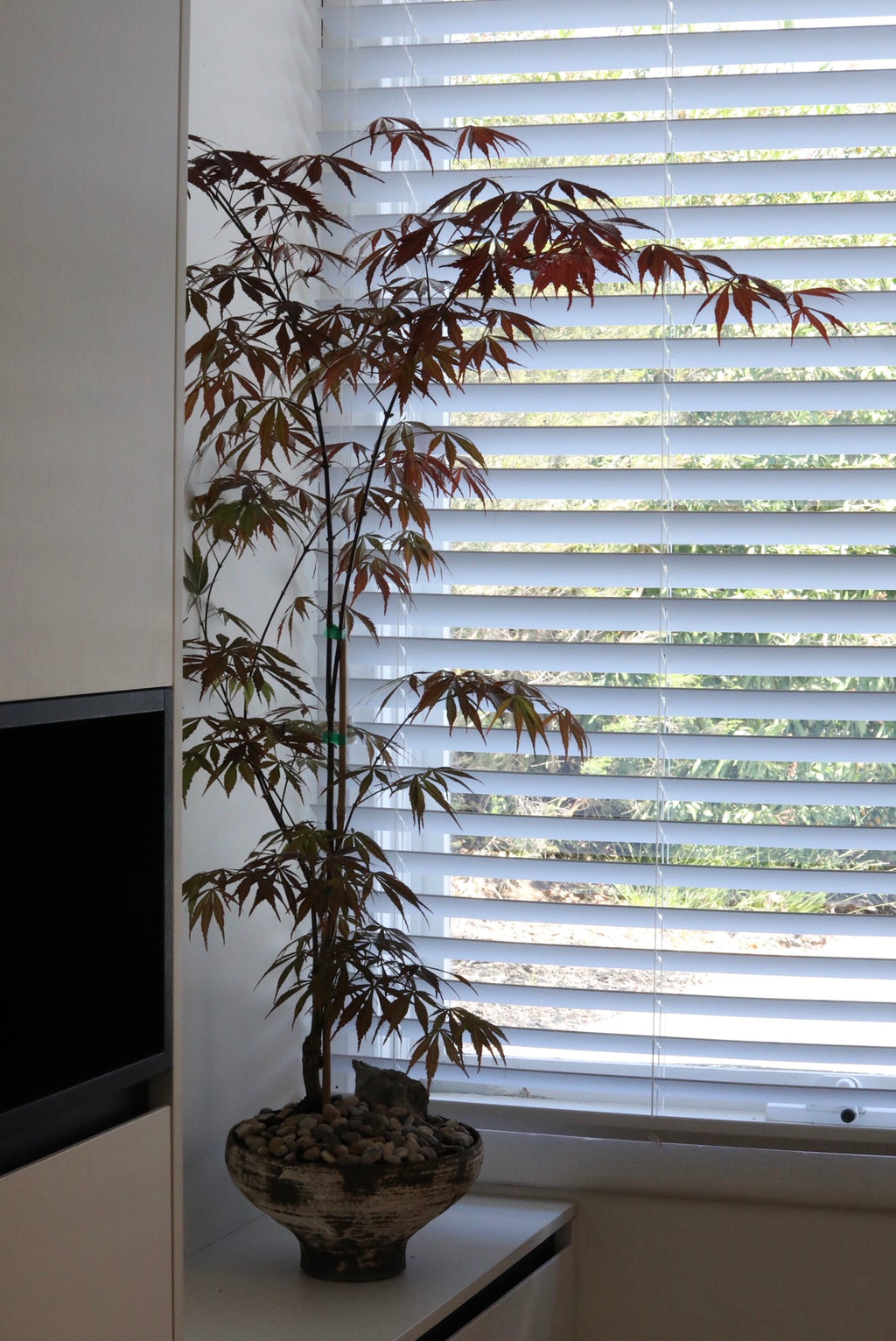 Burgundy Silhouette — Rare Suminagashi Japanese Maple Planter | 112cm x 96cm