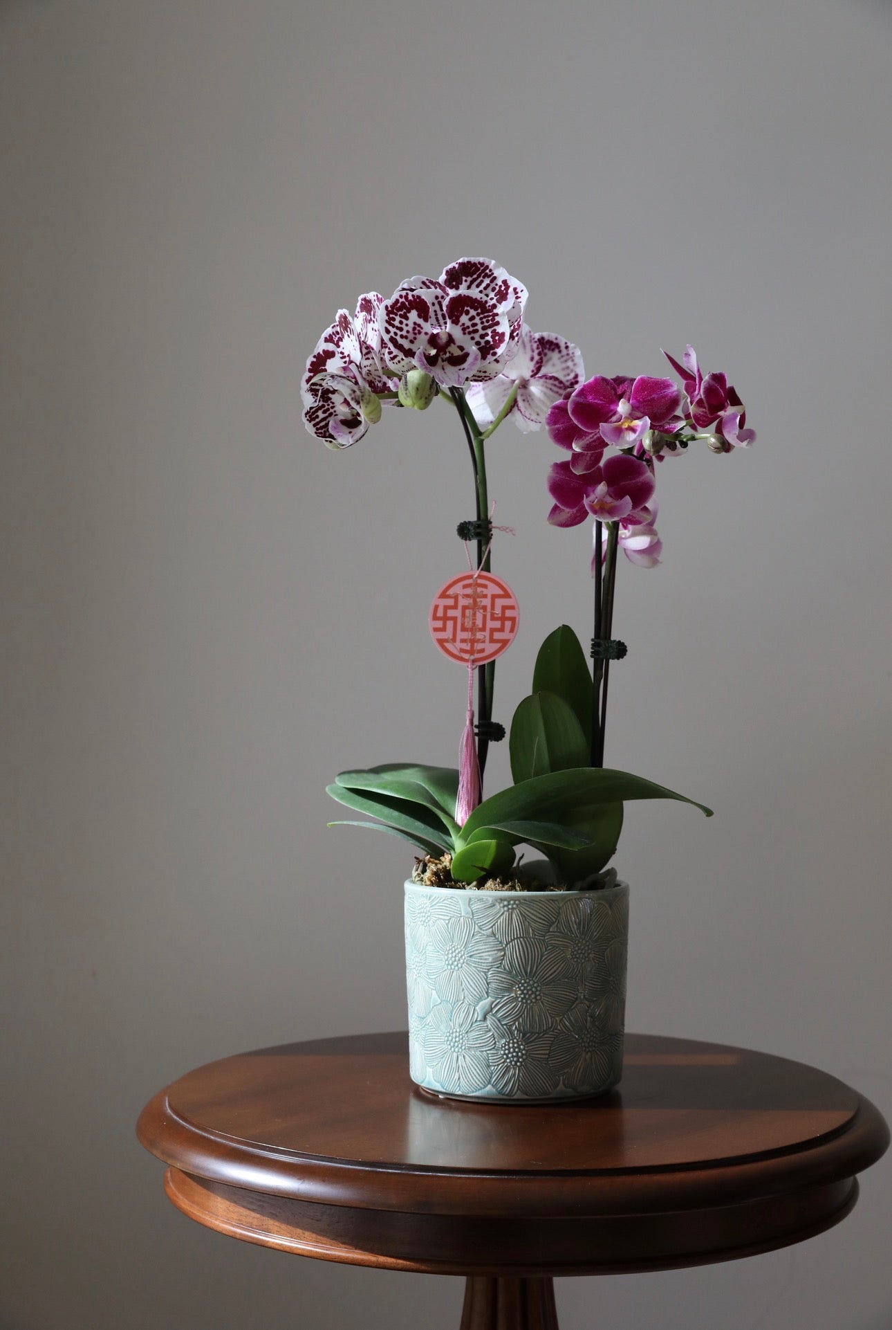 Phalaenopsis Orchid Arrangement - 2T