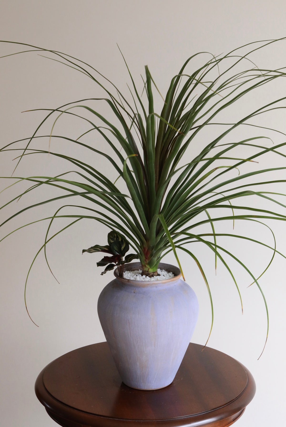 Willow Flow — Ponytail Palm Planter | 68cm x 80cm