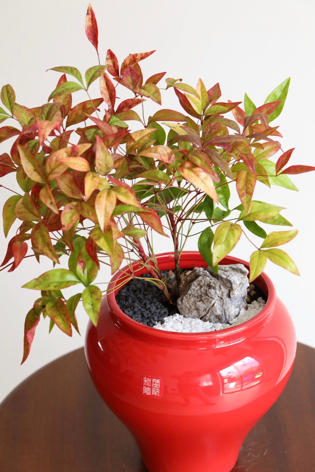 Outback Red — Nandina Planter | 42cm × 36cm