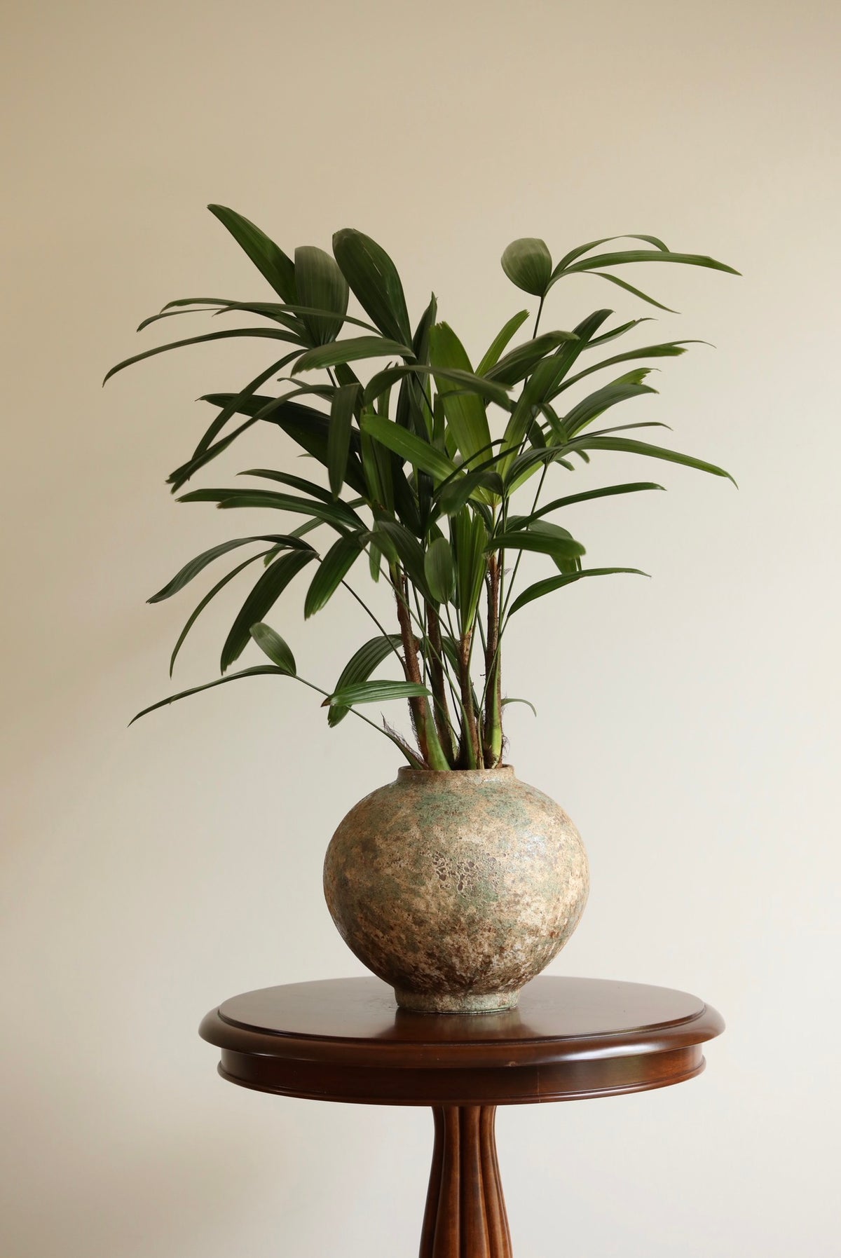 Jade Haven — Rhapis (Lady Palm) Planter | 68cm x 60cm