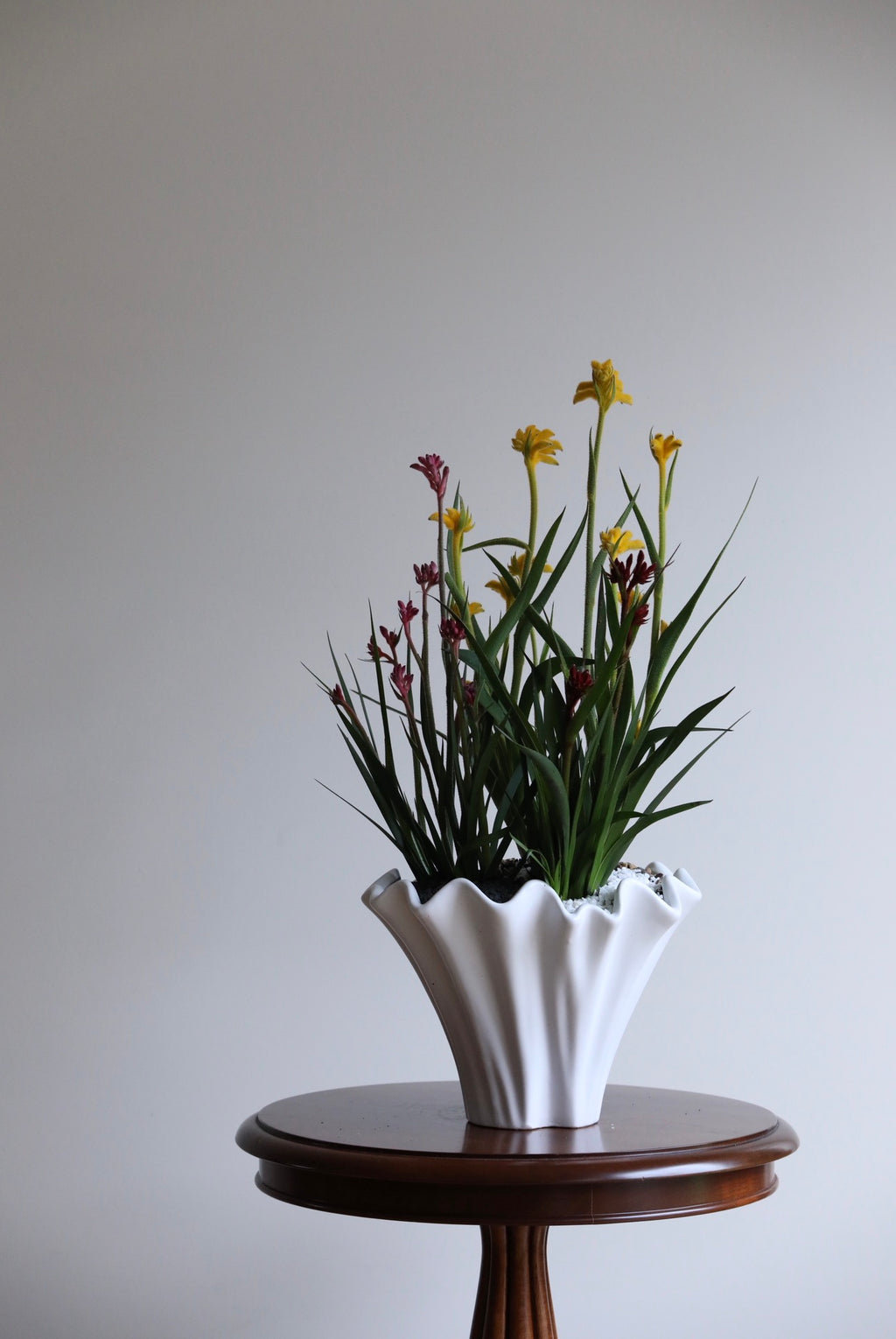 Golden Ember – Kangaroo Paw Plant Arrangement | 62cm x 32cm