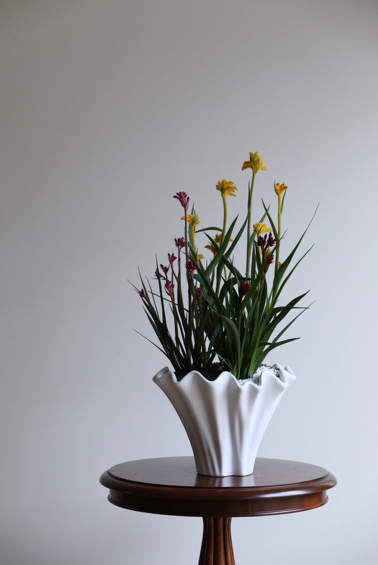 Golden Ember – Kangaroo Paw Plant Arrangement | 62cm x 32cm