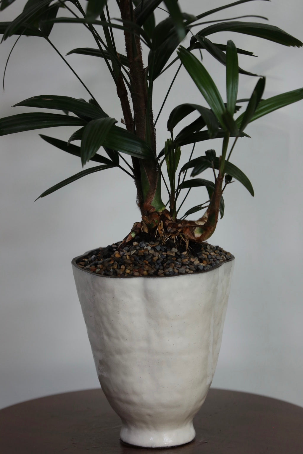 Oriental Grace – Rhapis Lady Palm | 88cm × 52cm