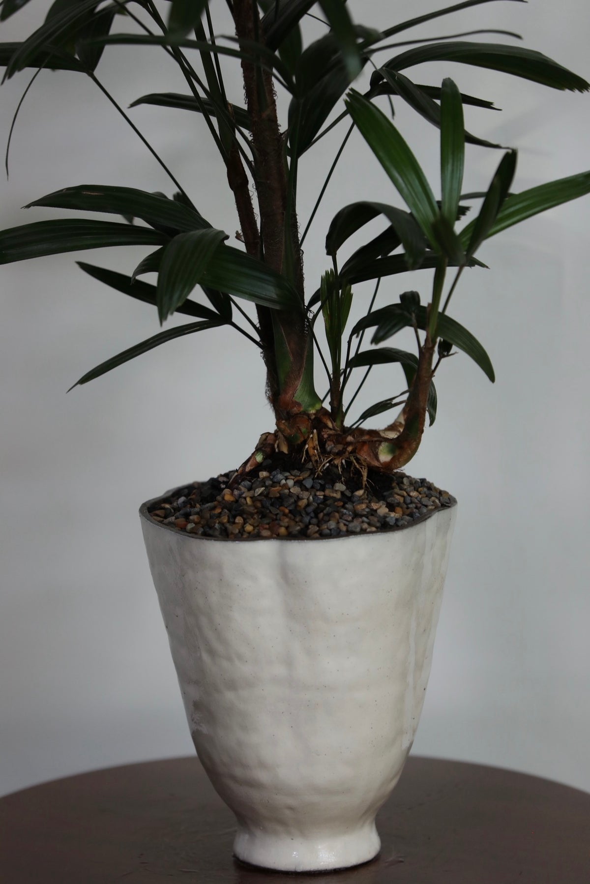 Oriental Grace – Rhapis Lady Palm | 88cm × 52cm