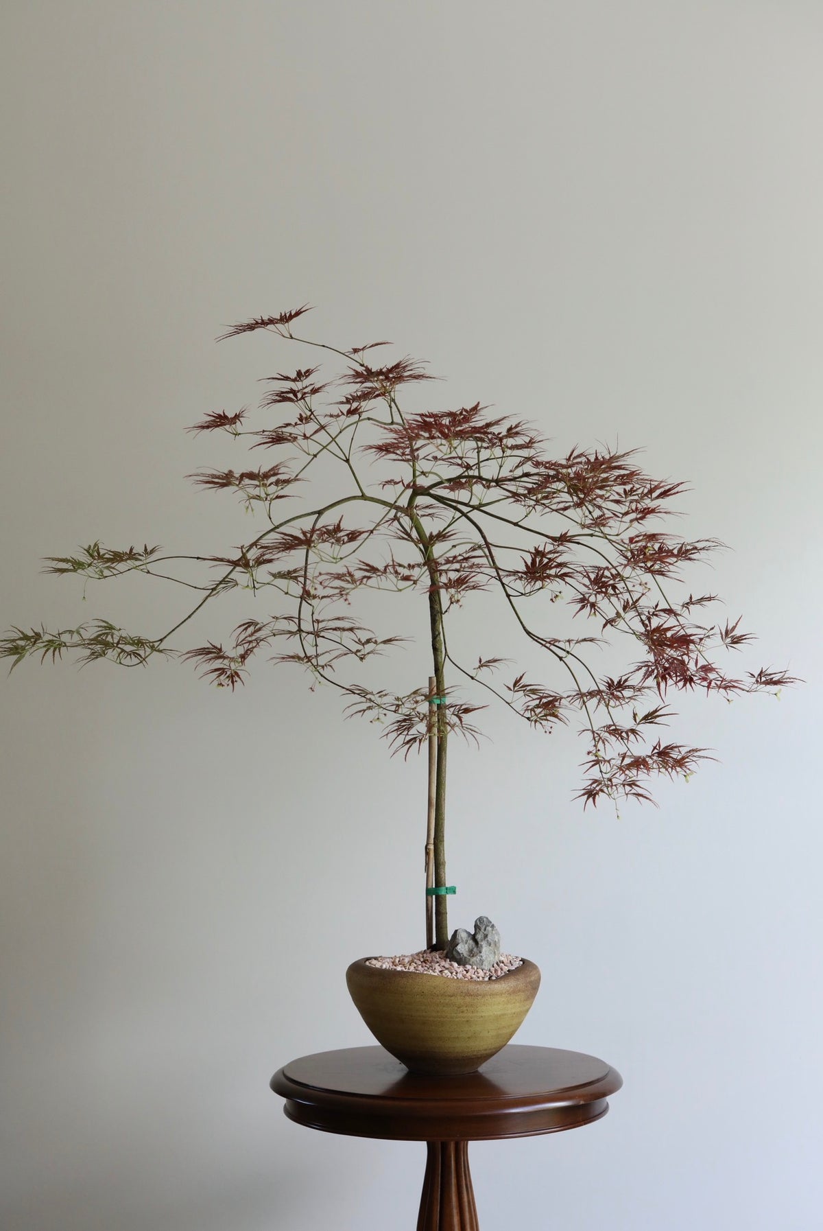 Crimson Breeze – Purple Weeping Japanese Maple | 96cm x 92cm