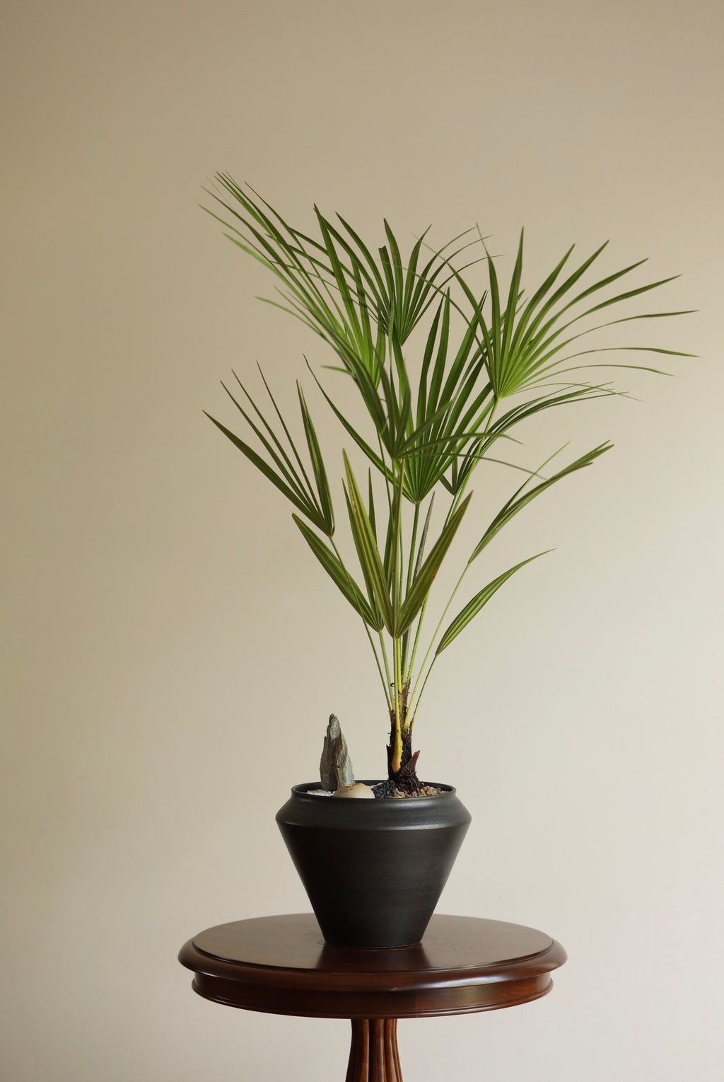 Oriental Breeze — European Fan Palm Planter | 90cm x 56cm