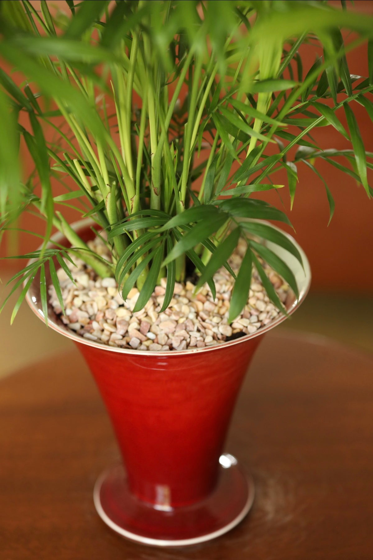 Emerald Harmony — Parlour Palm Planter | 62cm x 66cm