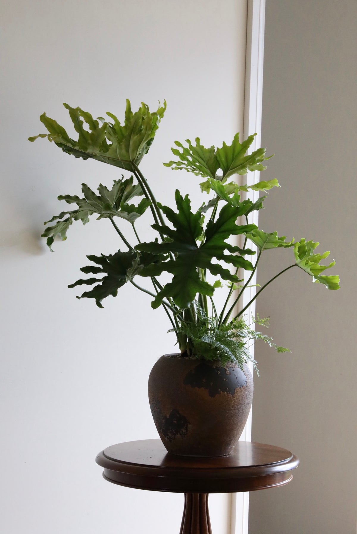 Forest Rise — Philodendron Hope Planter | 78cm x 88cm