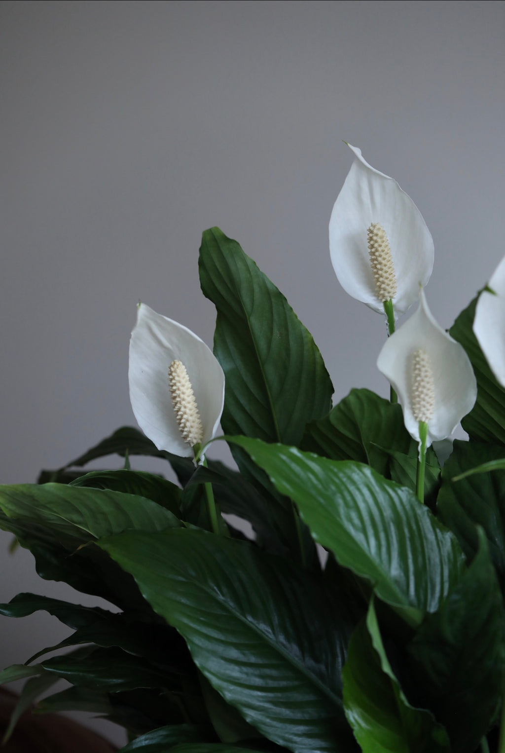 Serene Bloom – Peace Lily Indoor Plant Arrangement | 82cm x 85cm