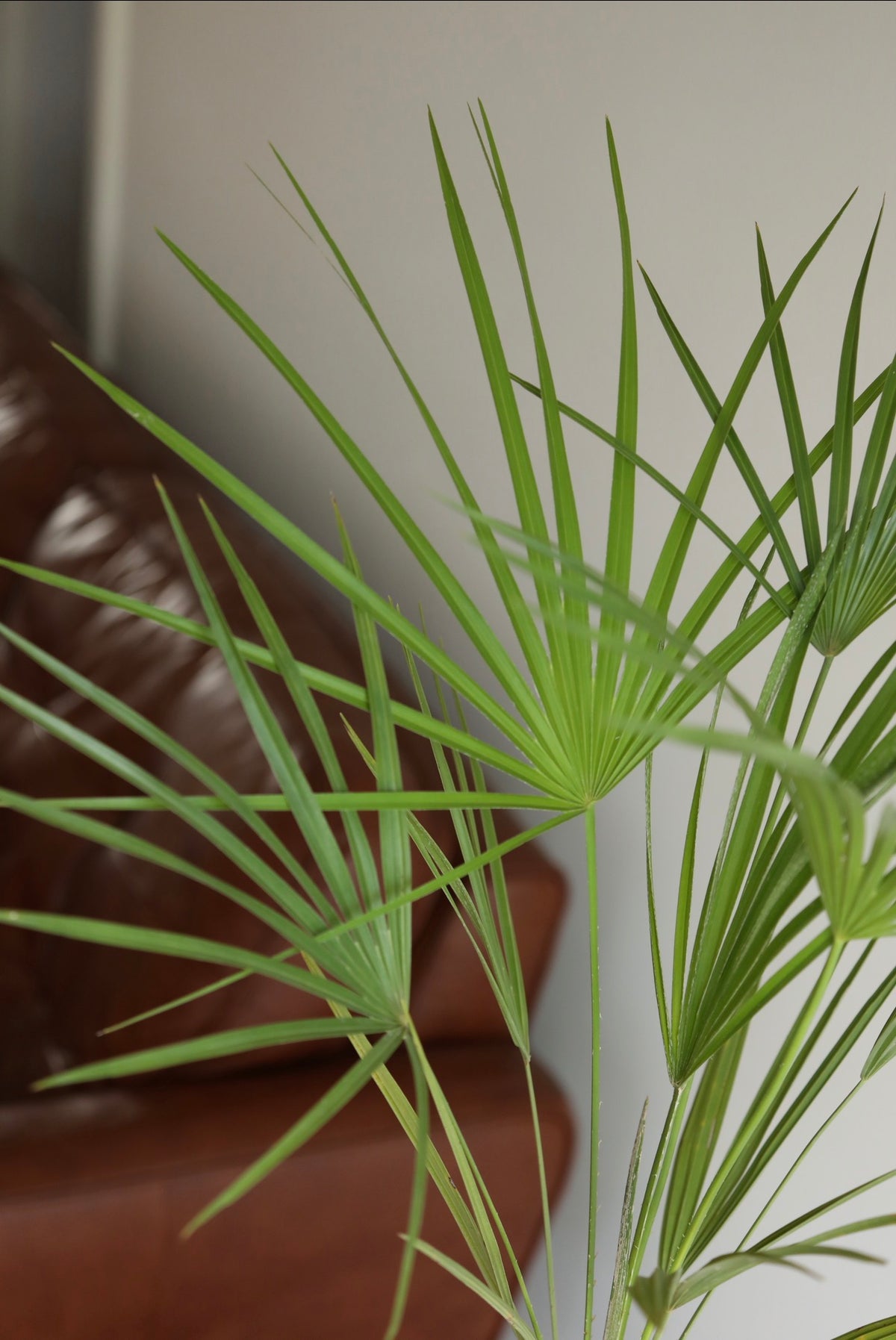 Oriental Breeze — European Fan Palm Planter | 90cm x 56cm
