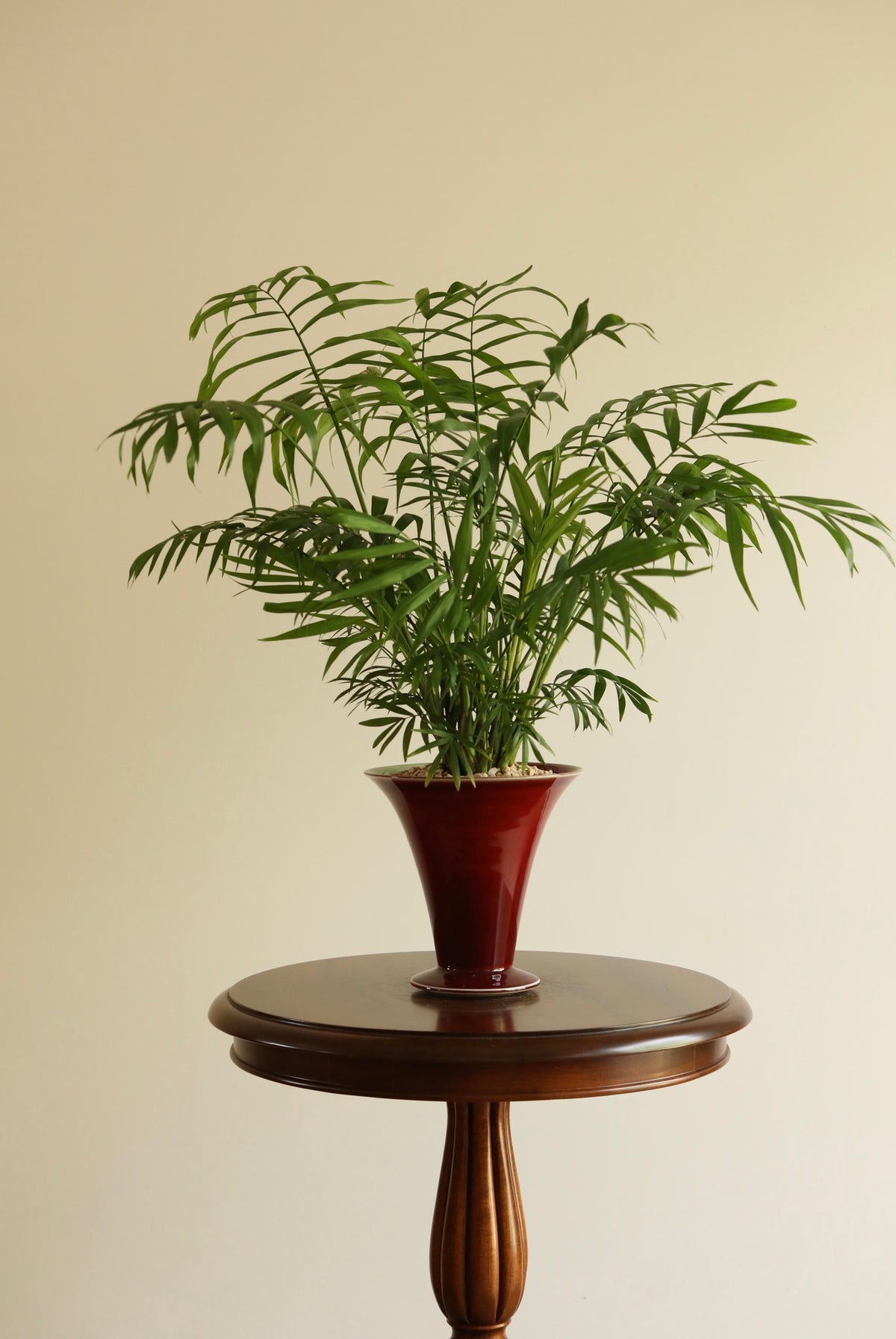 Emerald Harmony — Parlour Palm Planter | 62cm x 66cm