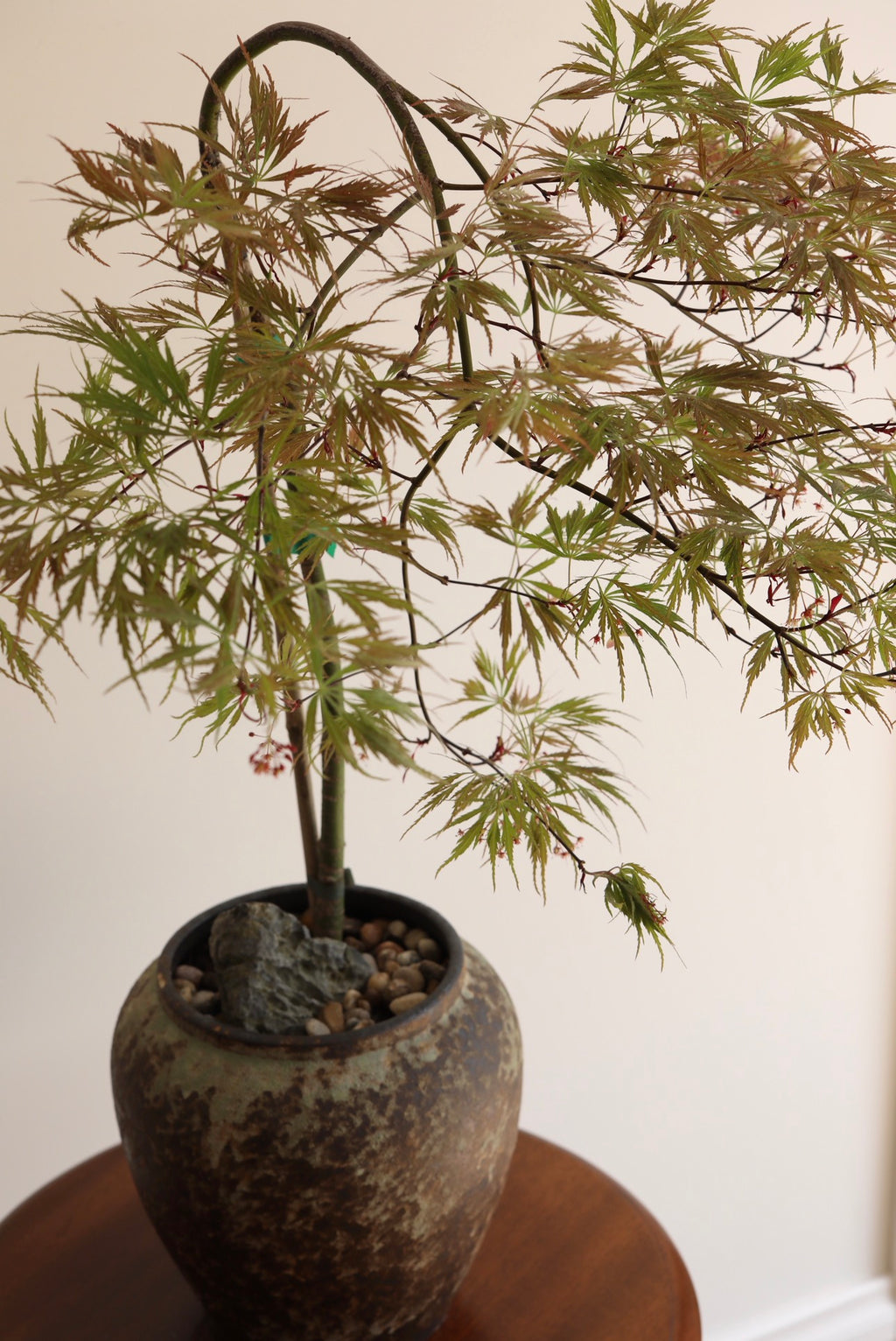 Crimson Cascade — Ever Red Weeping Japanese Maple Planter | 76cm x 80cm