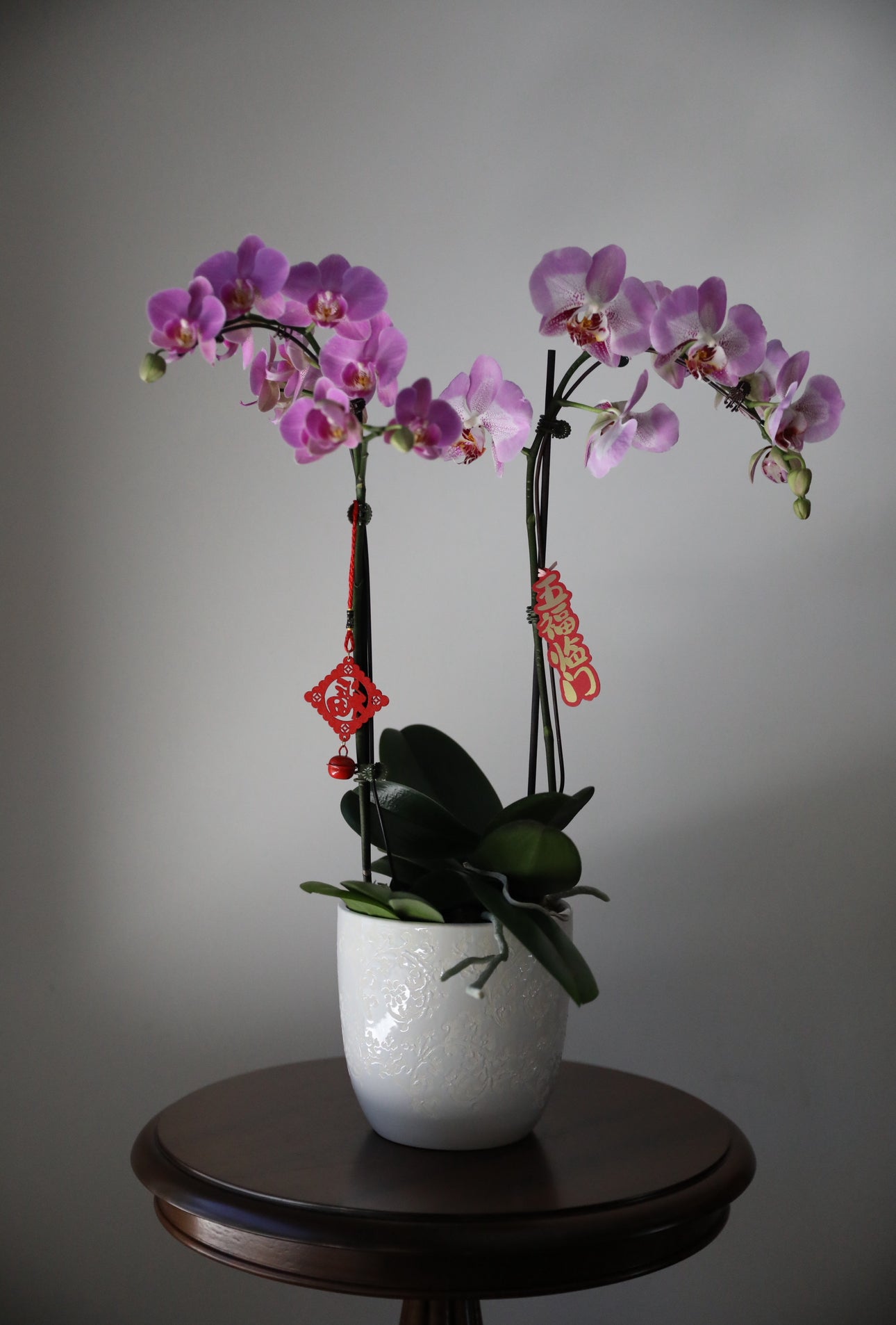 Phalaenopsis Orchid Arrangement - 2T